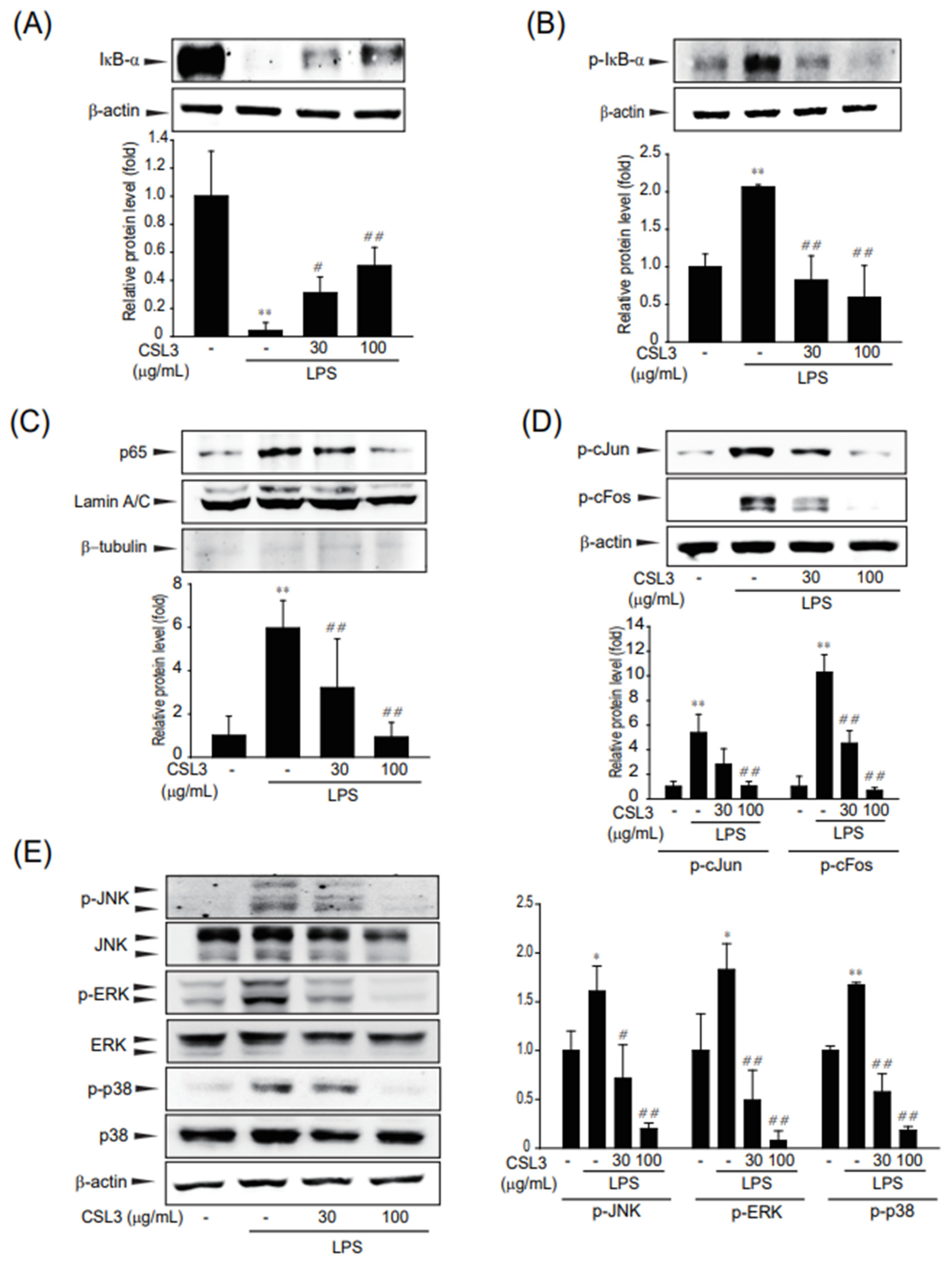 Ijms 24 11982 g003 Ijms 24 11982 g003