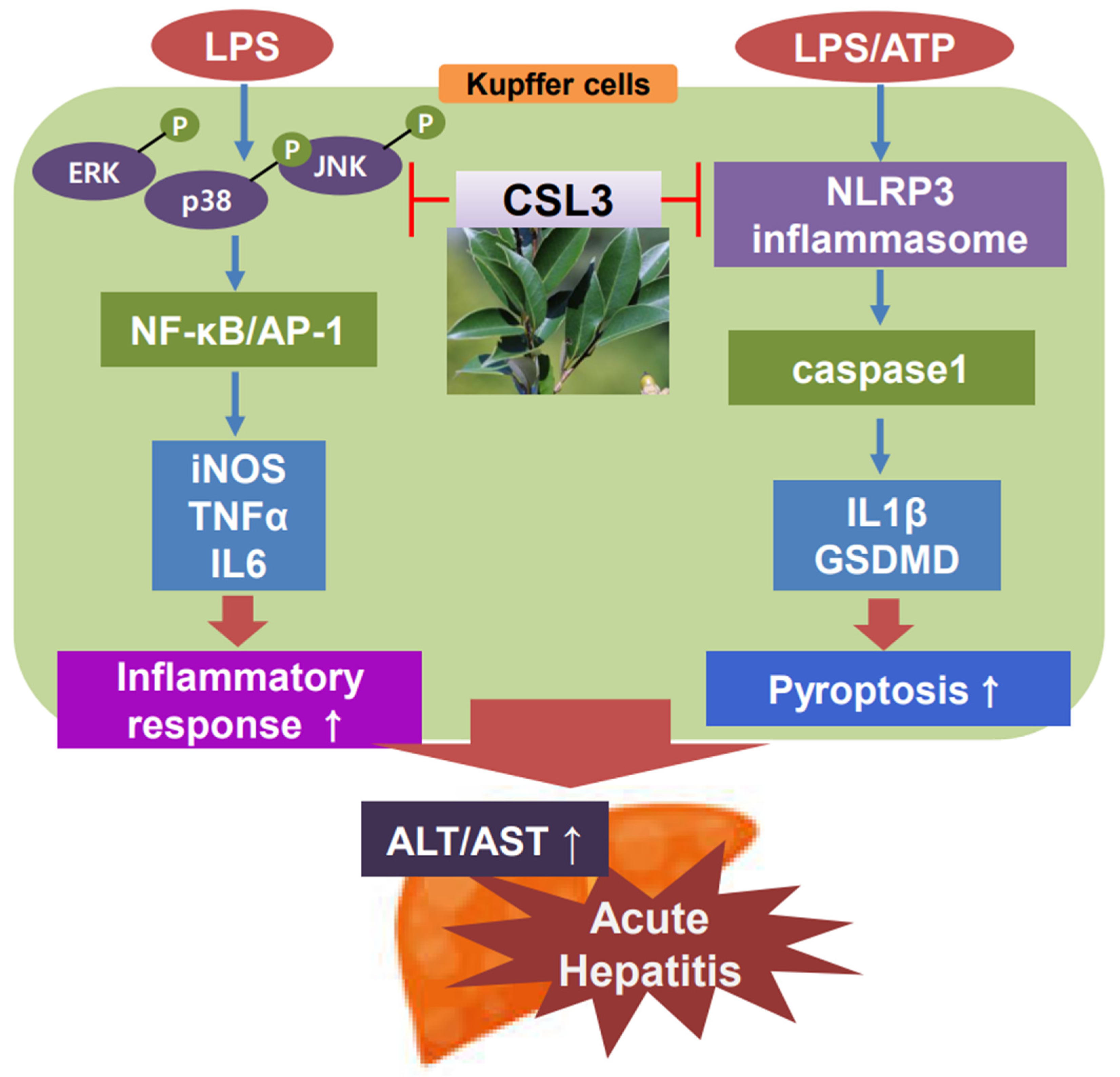 Ijms 24 11982 g008 Ijms 24 11982 g008
