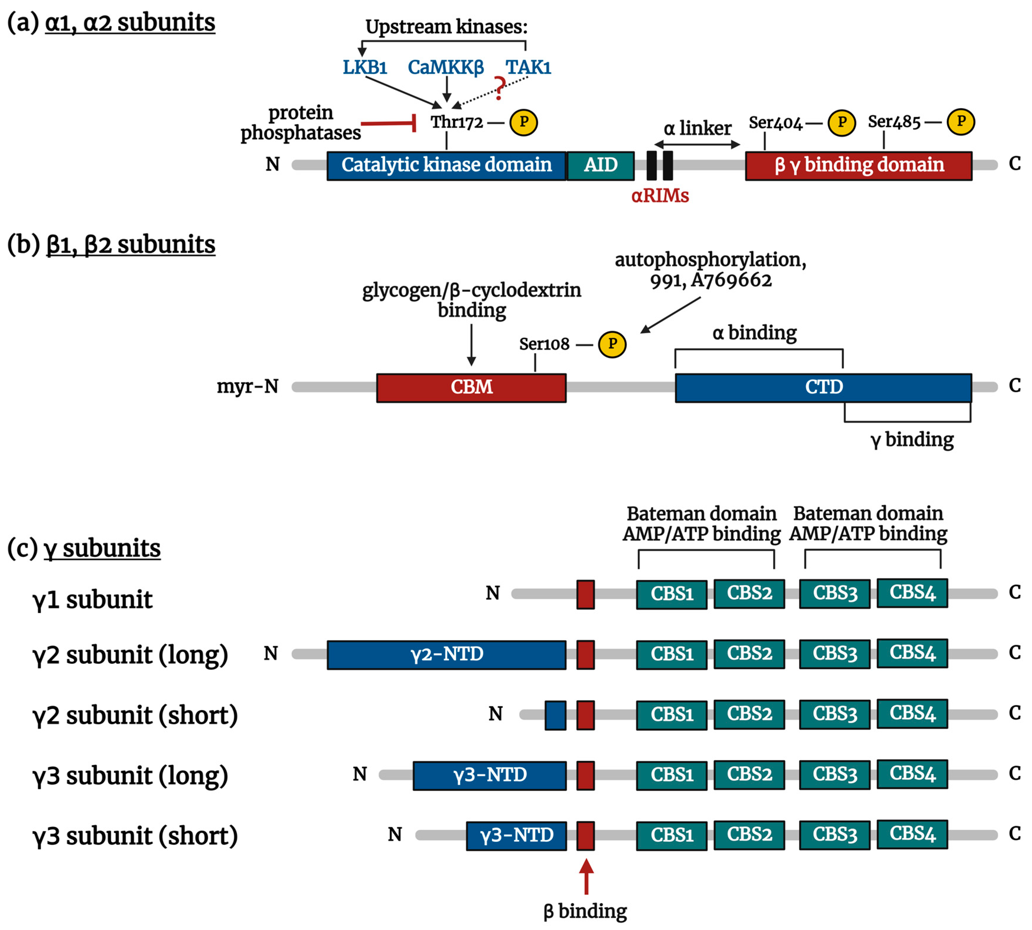 Ijms 24 11986 g001 Ijms 24 11986 g001