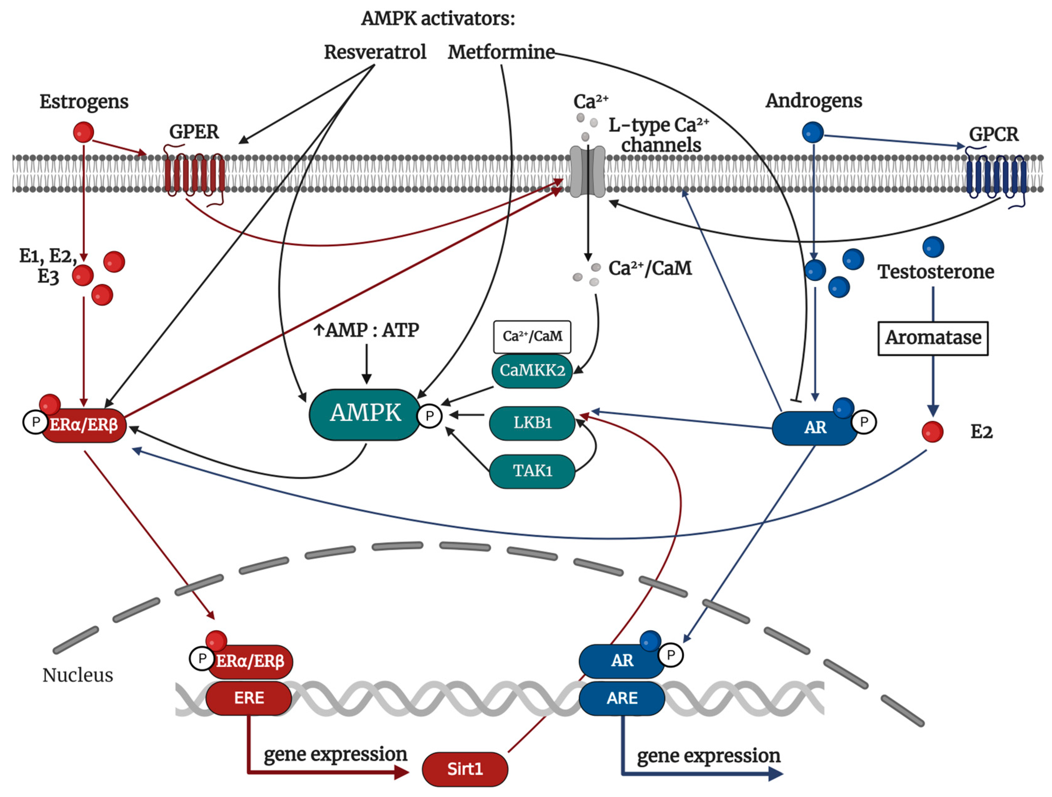 Ijms 24 11986 g002 Ijms 24 11986 g002