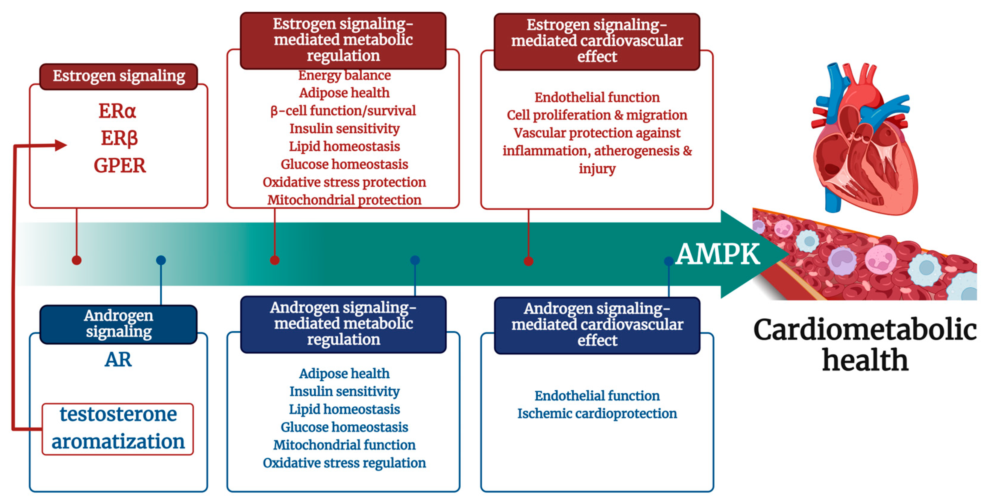 Ijms 24 11986 g003 Ijms 24 11986 g003