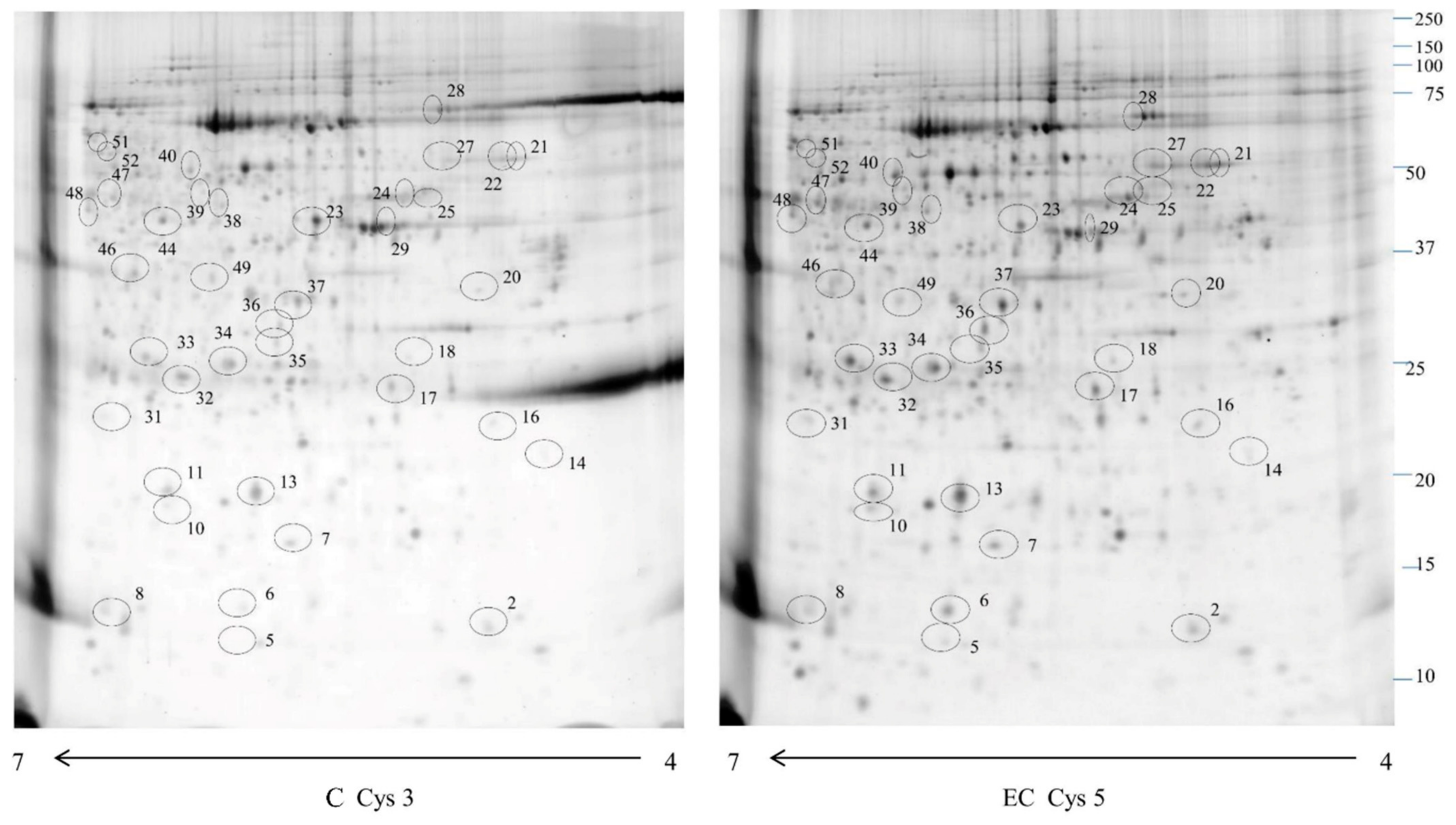 Ijms 24 11987 g001 Ijms 24 11987 g001