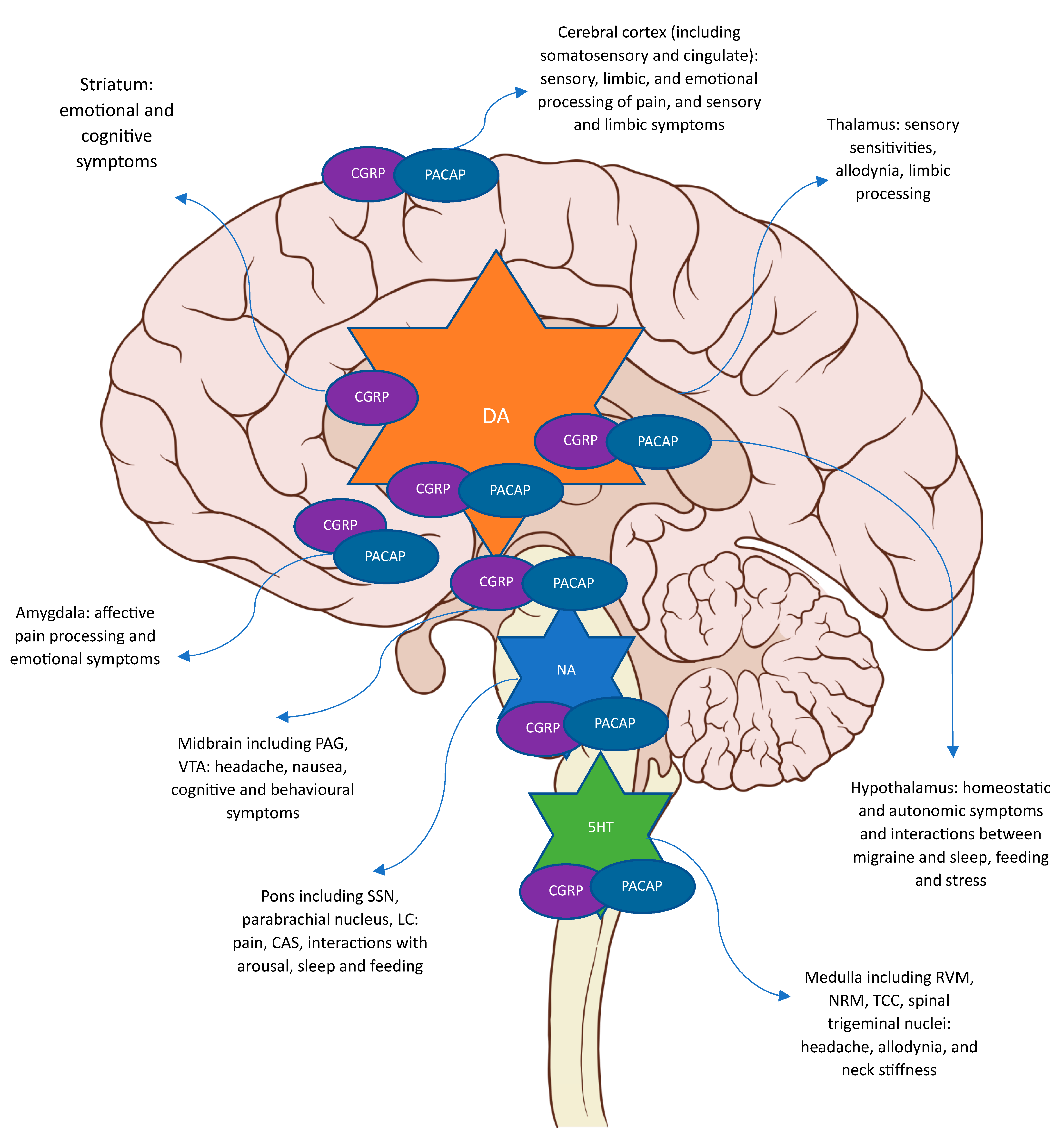 Cephalic vein - Wikipedia