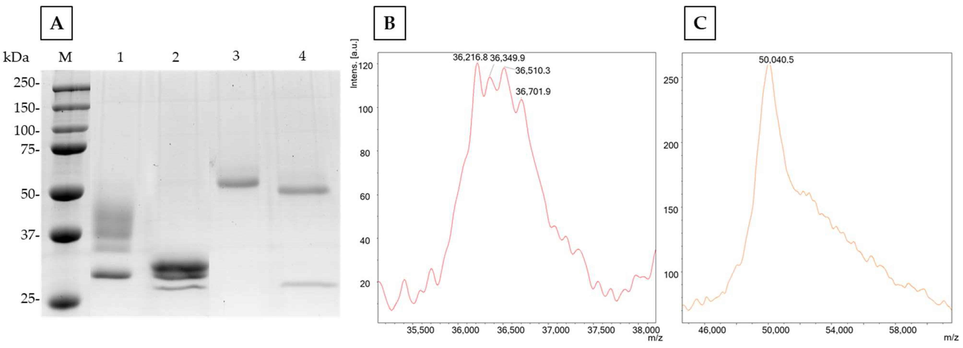 Ijms 24 11997 g002 Ijms 24 11997 g002