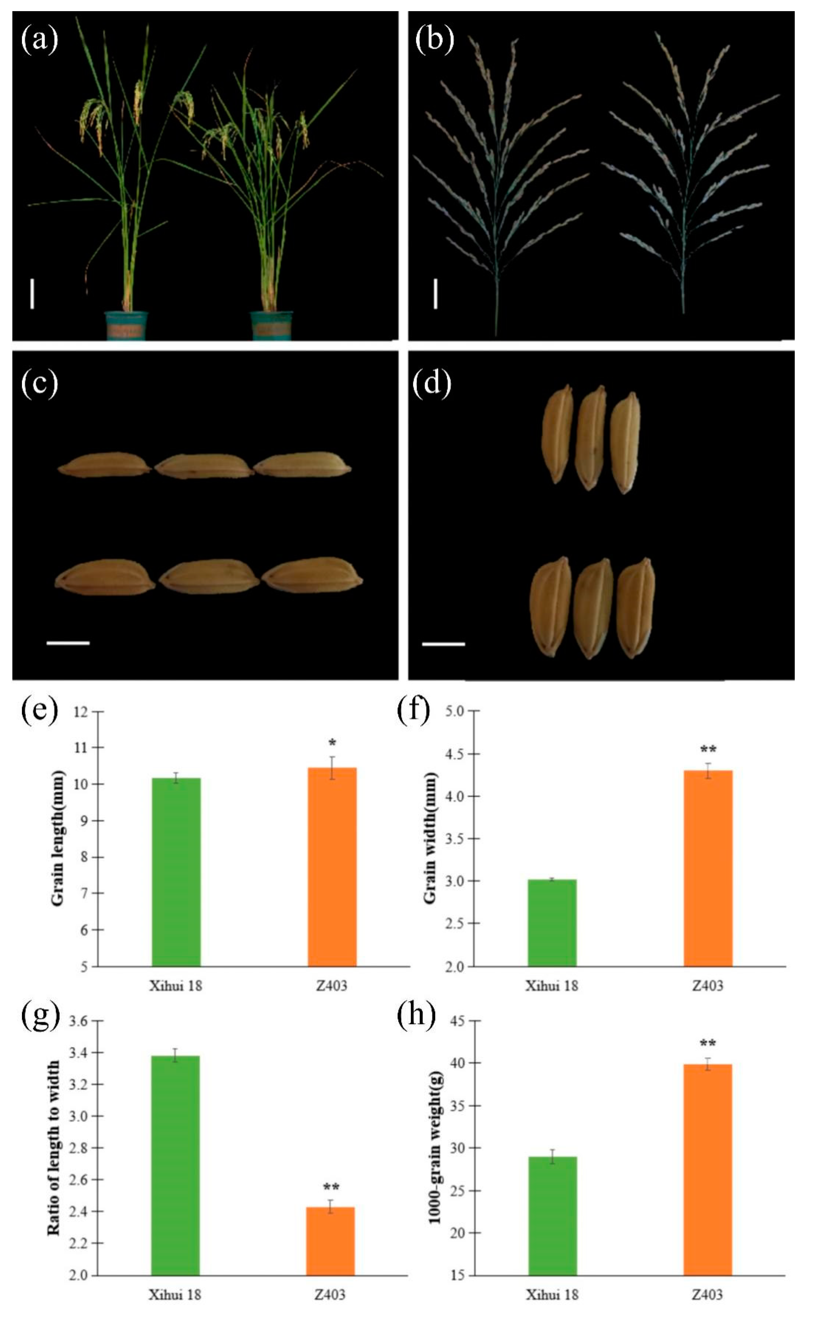 Ijms 24 12013 g002 Ijms 24 12013 g002