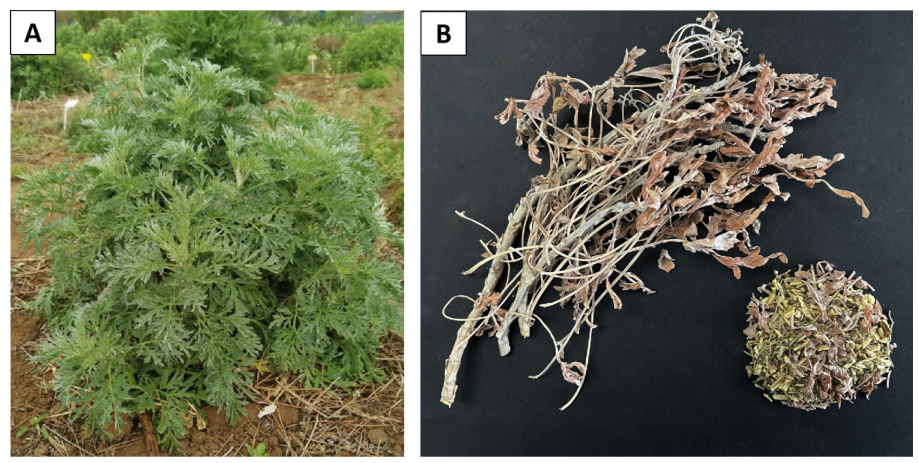 Ijms 24 12044 g001 Ijms 24 12044 g001