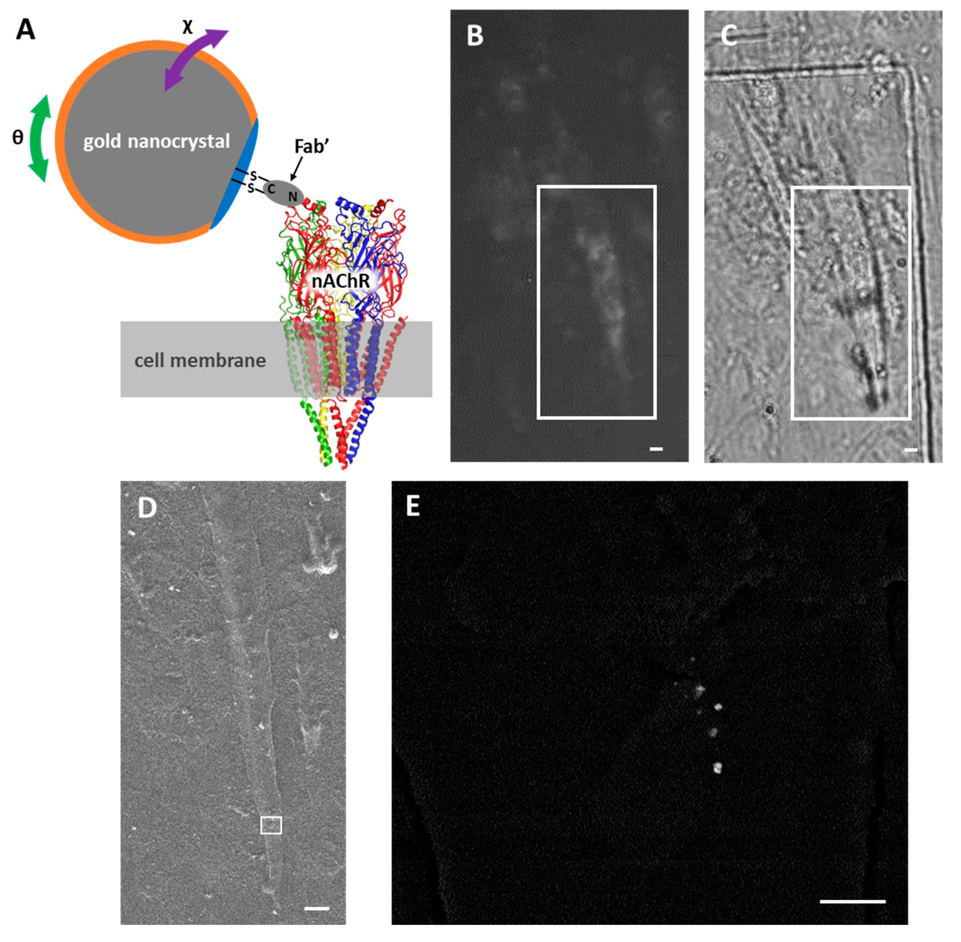 Ijms 24 12069 g001 Ijms 24 12069 g001