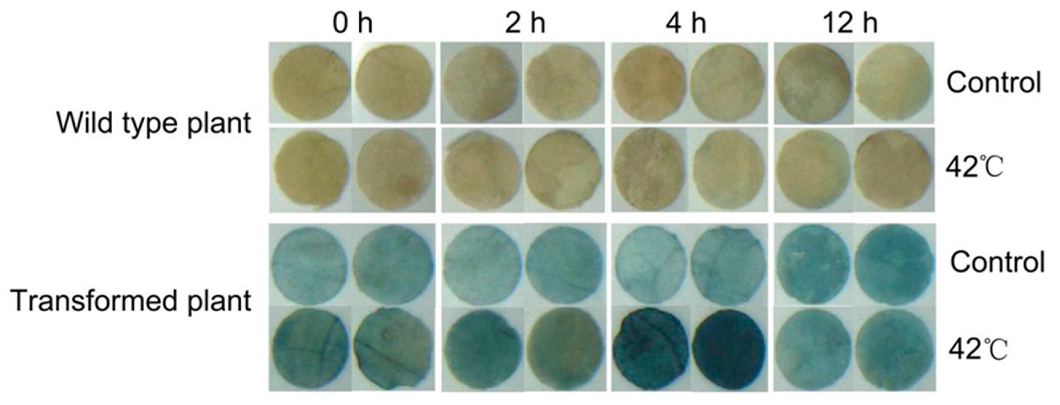 Ijms 24 12091 g007 Ijms 24 12091 g007