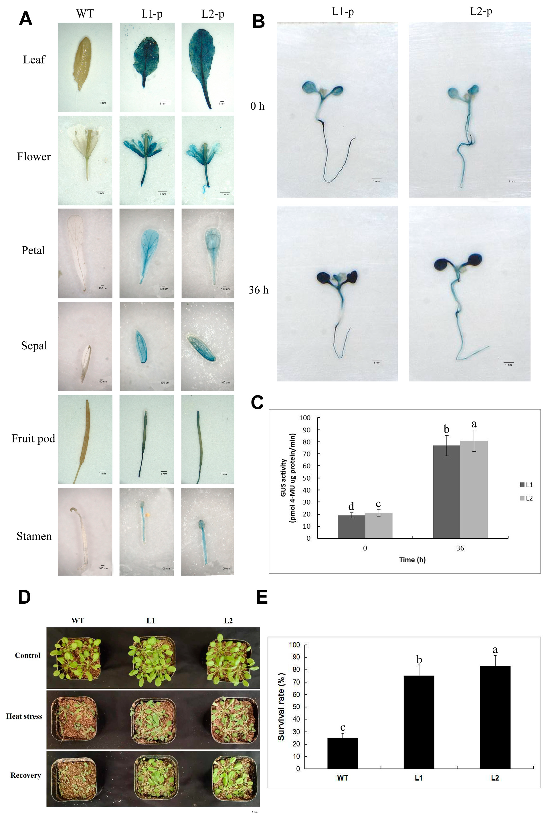 Ijms 24 12091 g008 Ijms 24 12091 g008