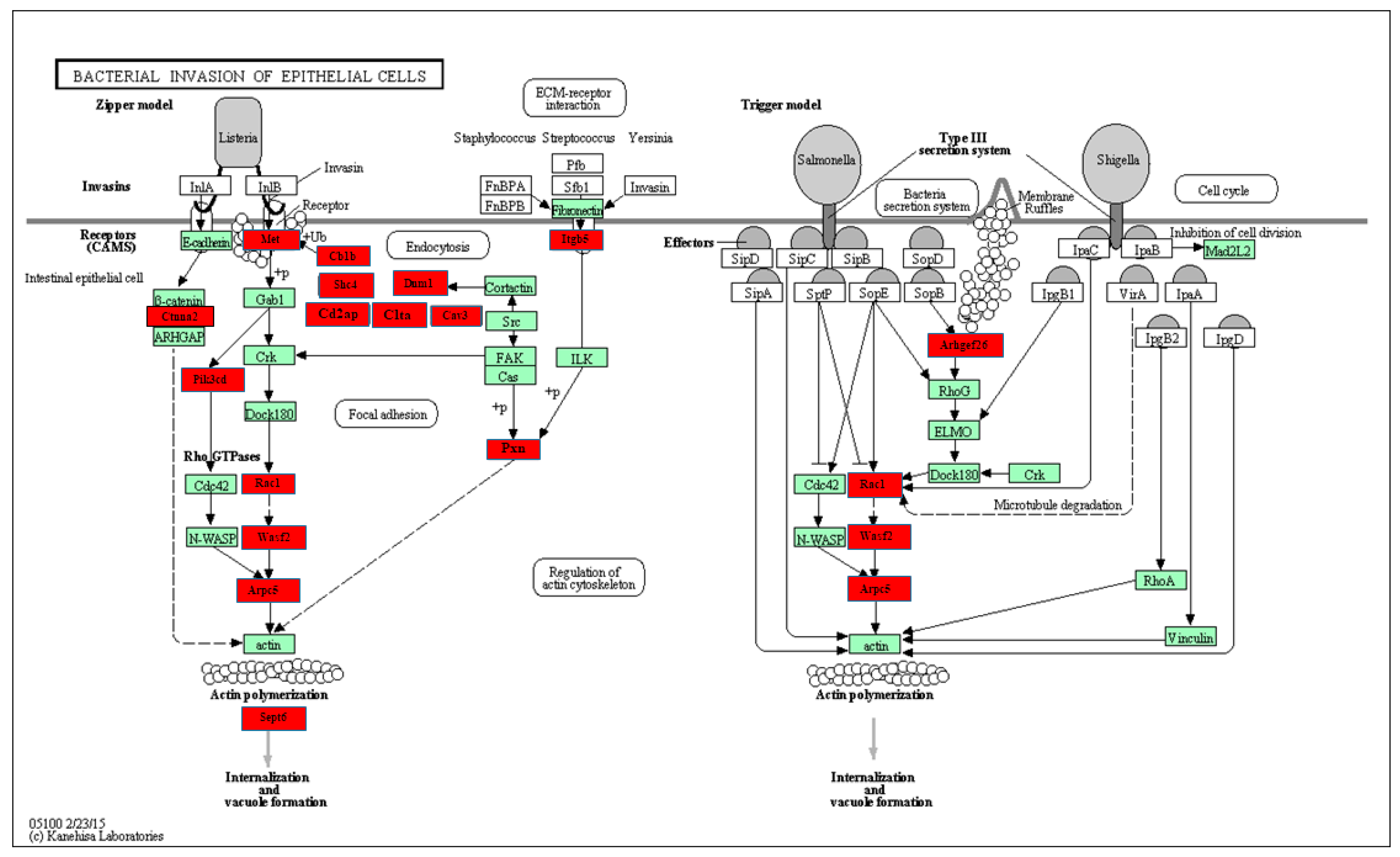 Ijms 24 12105 g004 Ijms 24 12105 g004