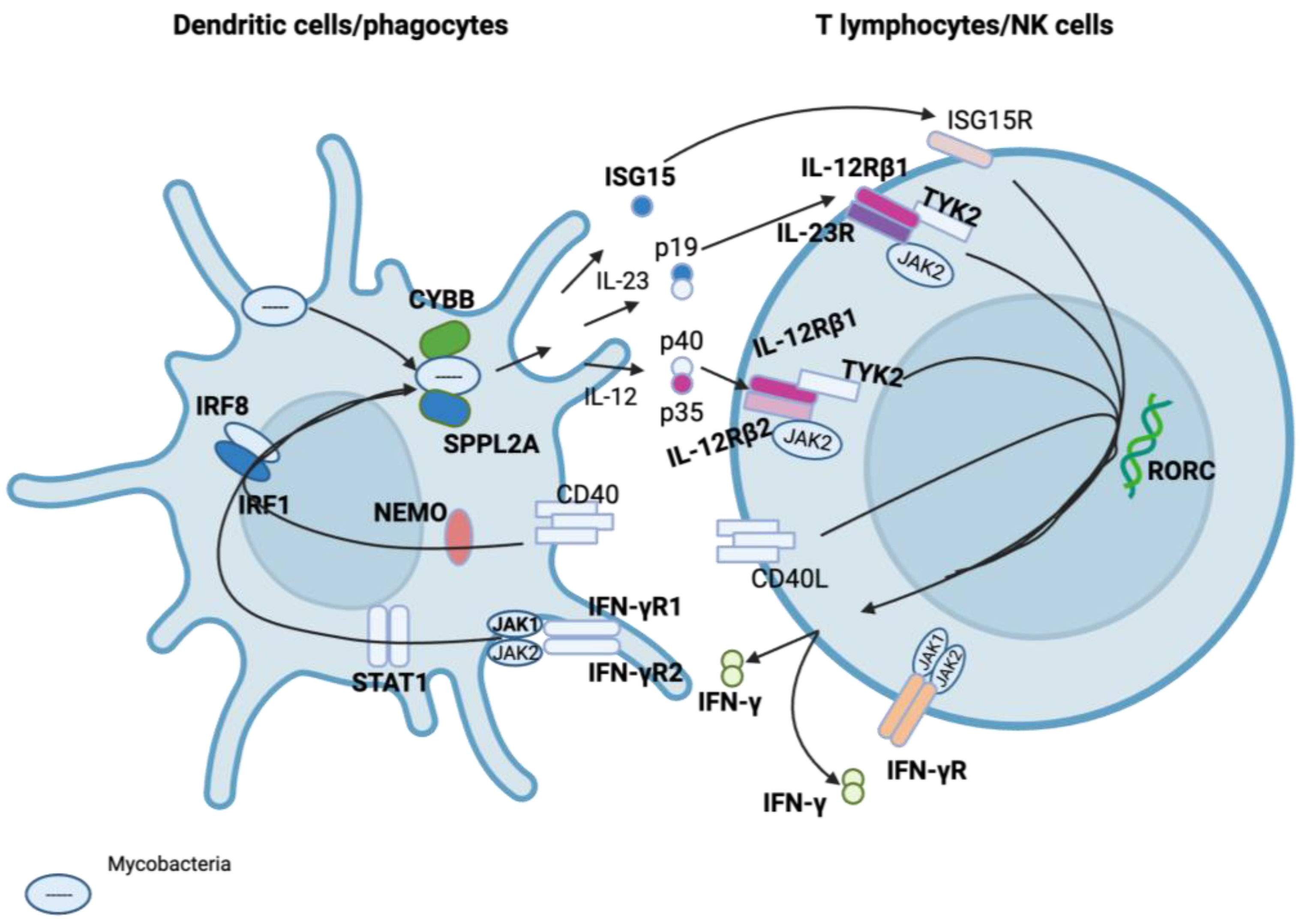 Ijms 24 12119 g004 Ijms 24 12119 g004