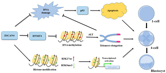 ZSCAN4 Regulates Zygotic Genome Activation and Telomere