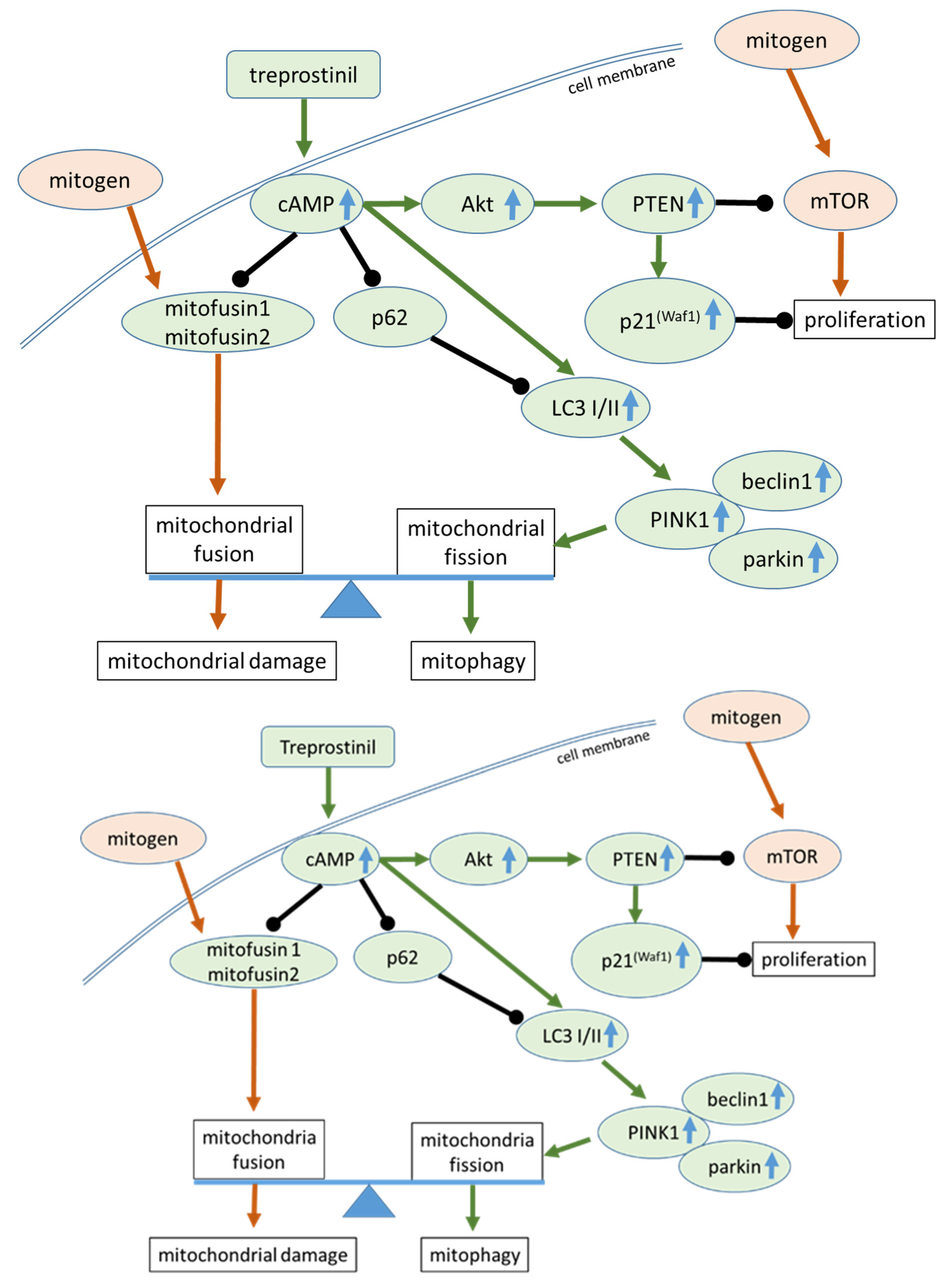 Ijms 24 12148 g005 Ijms 24 12148 g005