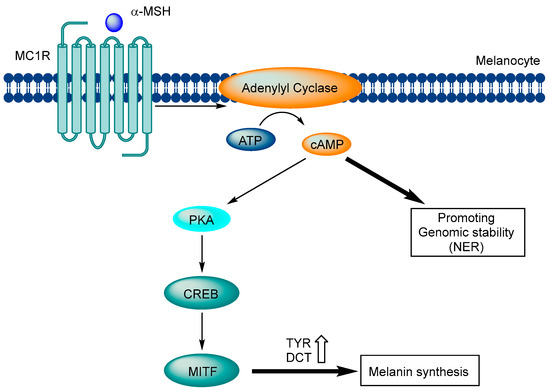 Melanocortin 1 Receptor (MC1R): Pharmacological and Therapeutic Aspects