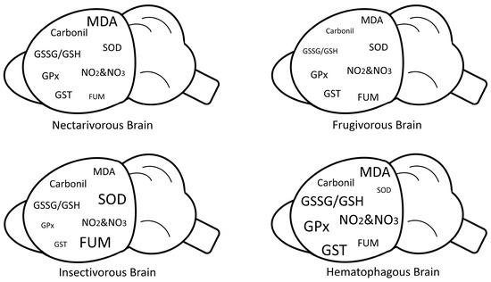 IJMS | Free Full-Text | Oxidative Stress and Antioxidant Defense in the ...
