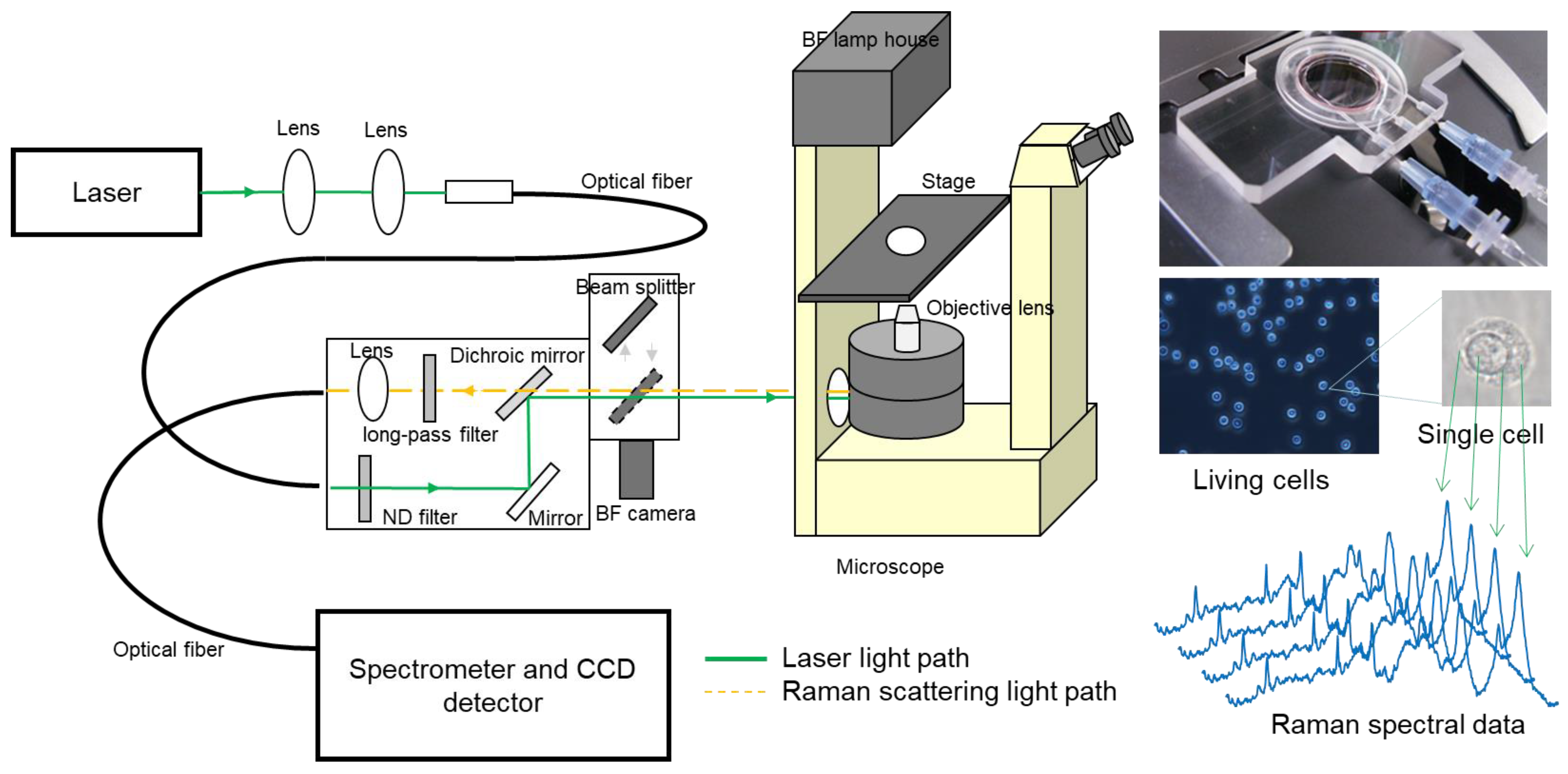 Ijms 24 12170 g003 Ijms 24 12170 g003