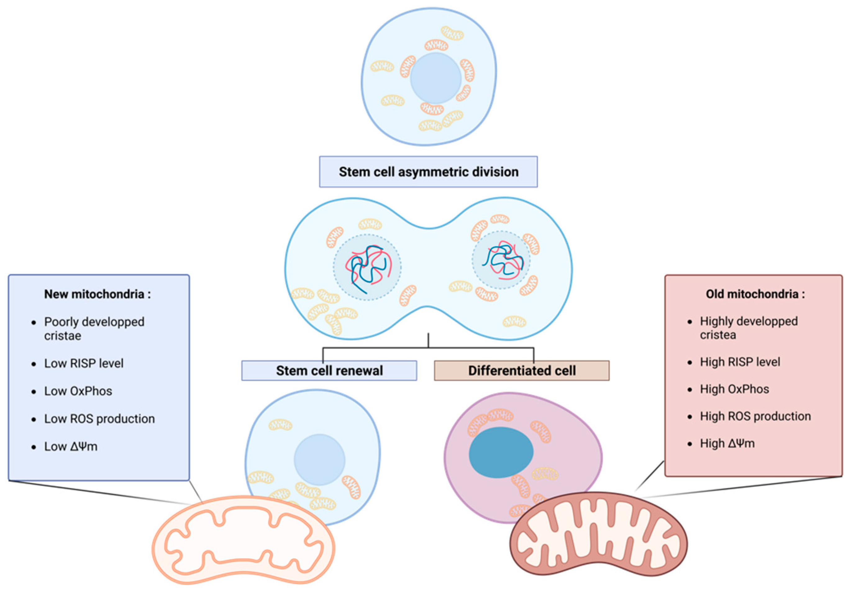 Ijms 24 12181 g001 Ijms 24 12181 g001