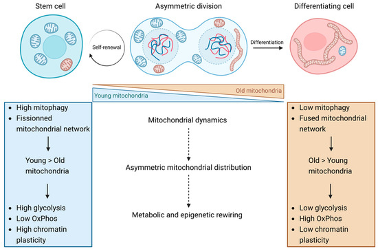 The Key Role of Mitochondria in Somatic Stem Cell Differentiation: From ...