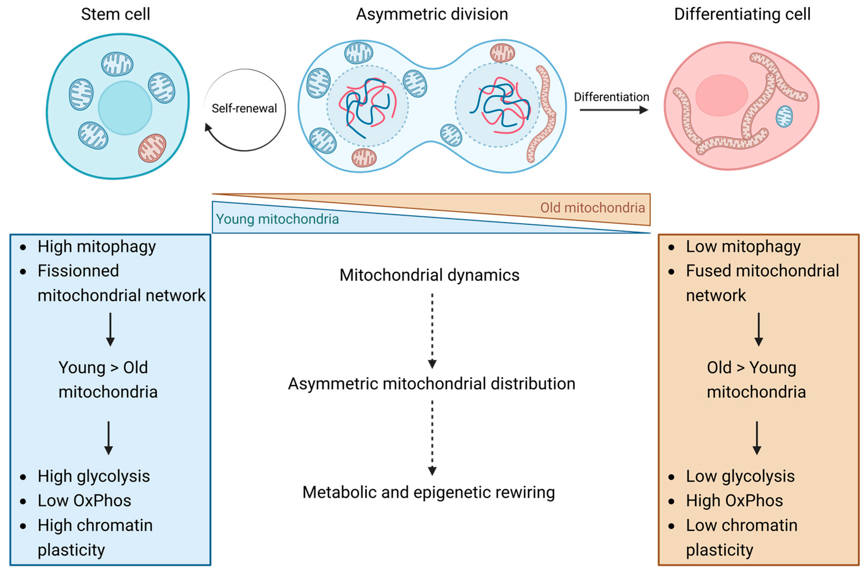 Ijms 24 12181 g003 Ijms 24 12181 g003