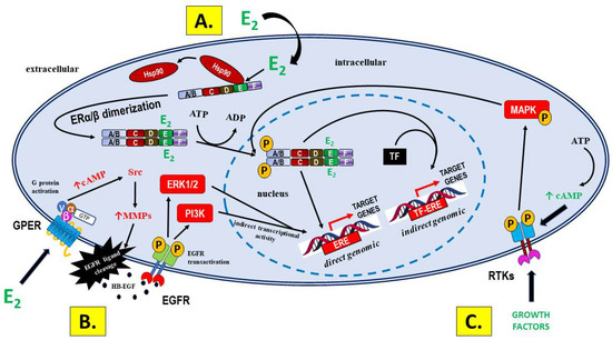 IJMS | Free Full-Text | Insight into the Potential Mechanisms of