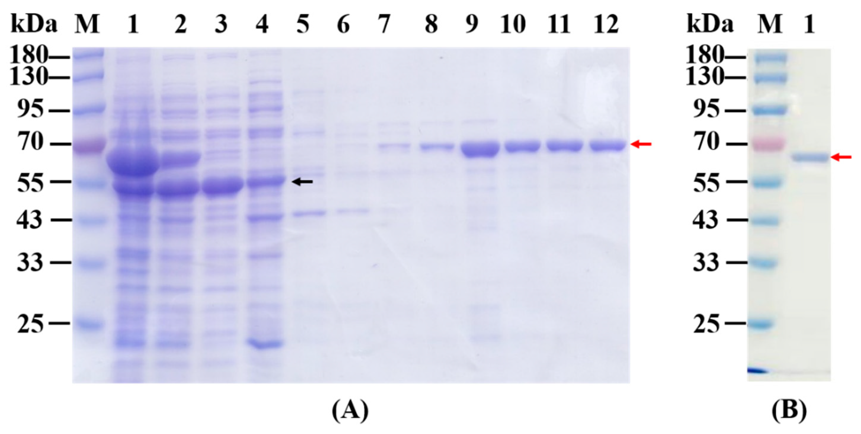 Ijms 24 12198 g003 Ijms 24 12198 g003