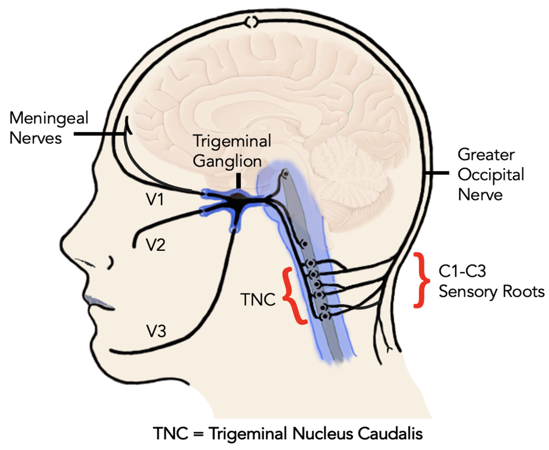 Mandibular nerve , Anatomy QA