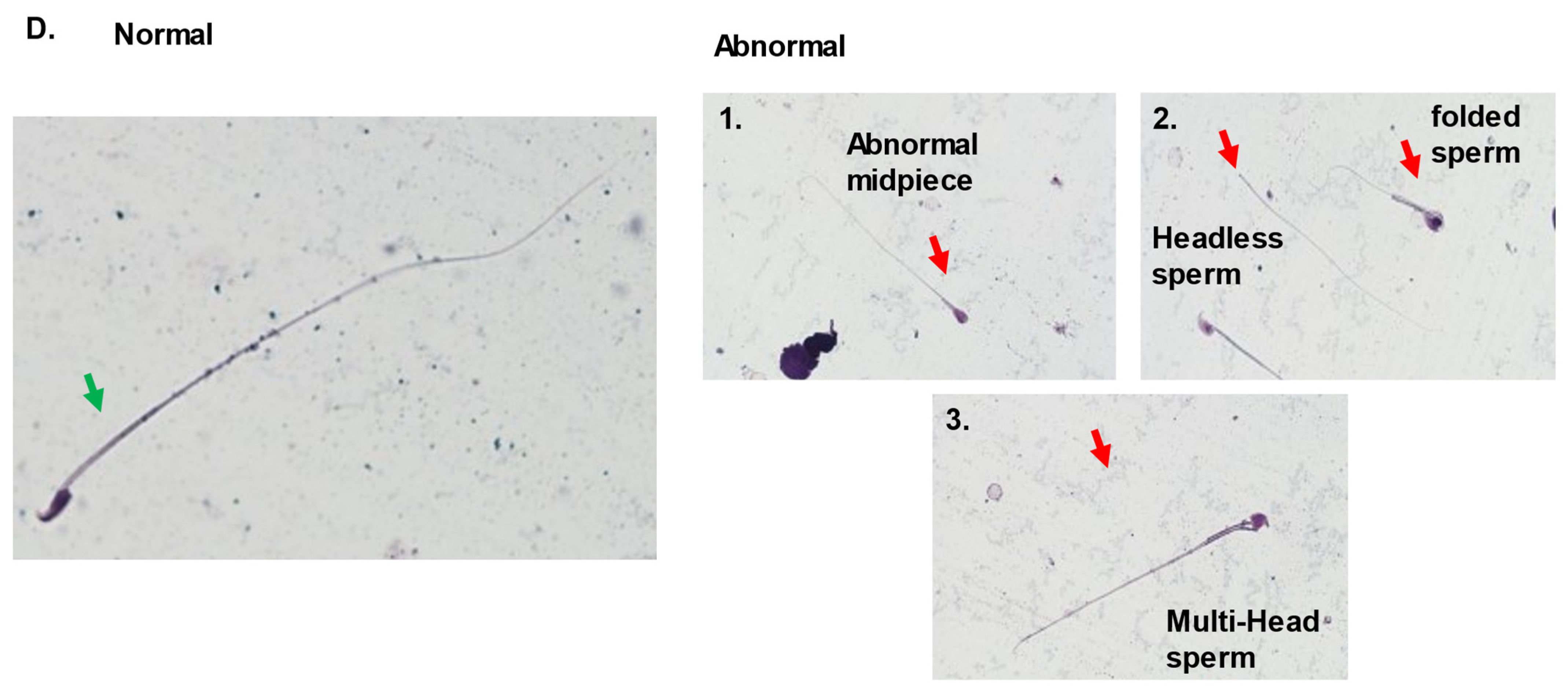 Ijms 24 12229 g008b Ijms 24 12229 g008b