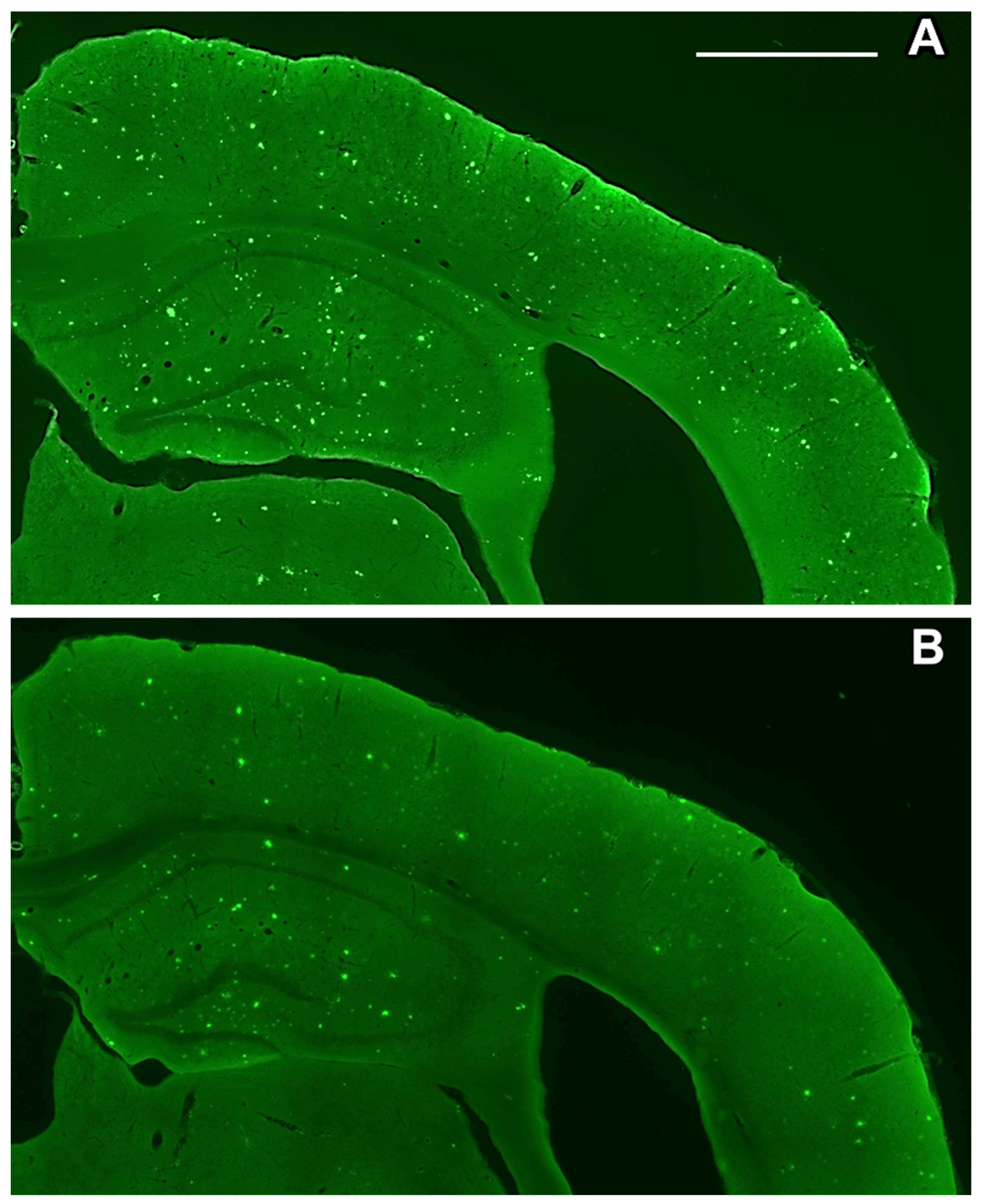 Ijms 24 12254 g004 Ijms 24 12254 g004