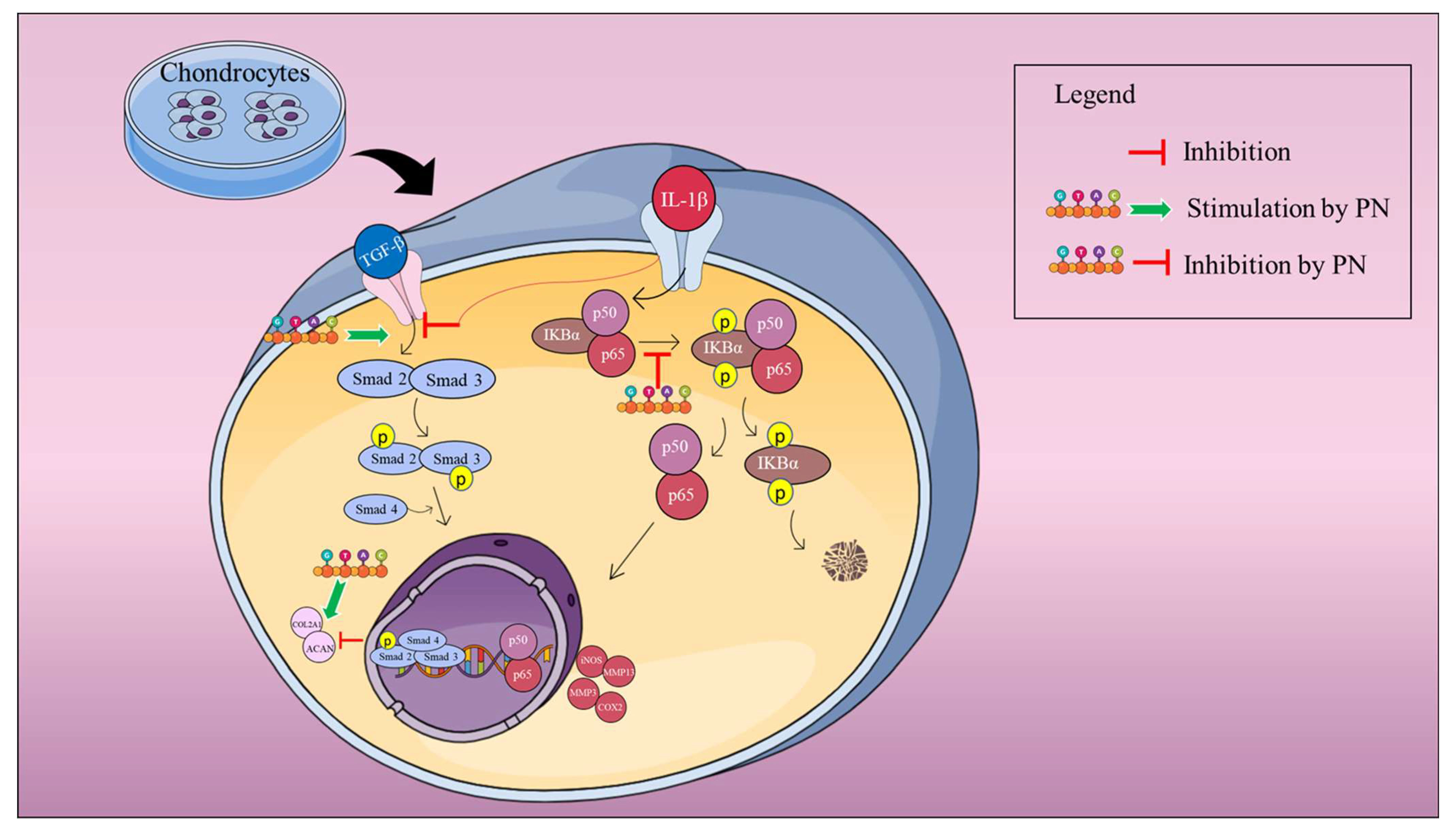 Ijms 24 12282 g008 Ijms 24 12282 g008