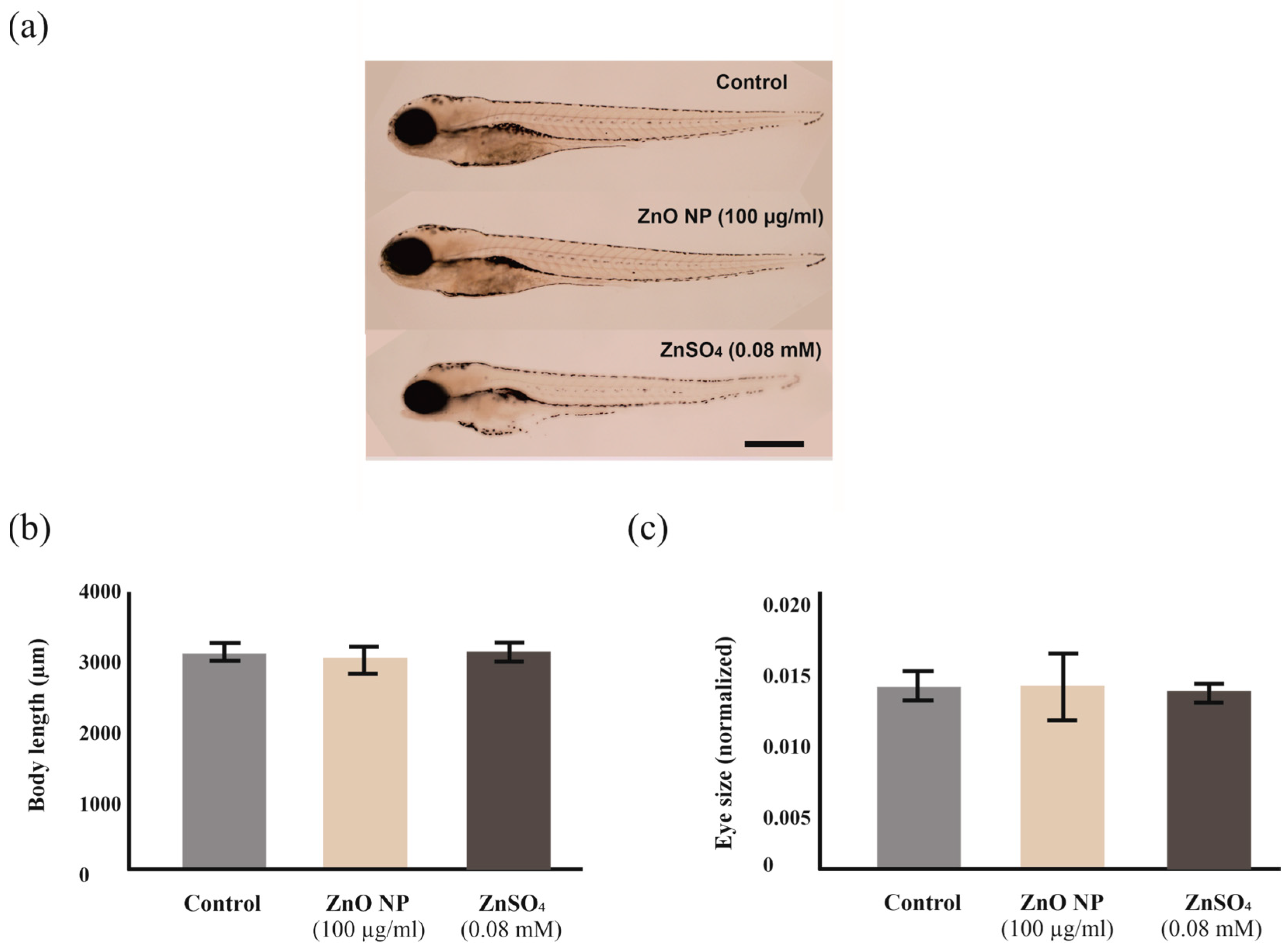 Ijms 24 12297 g007 Ijms 24 12297 g007