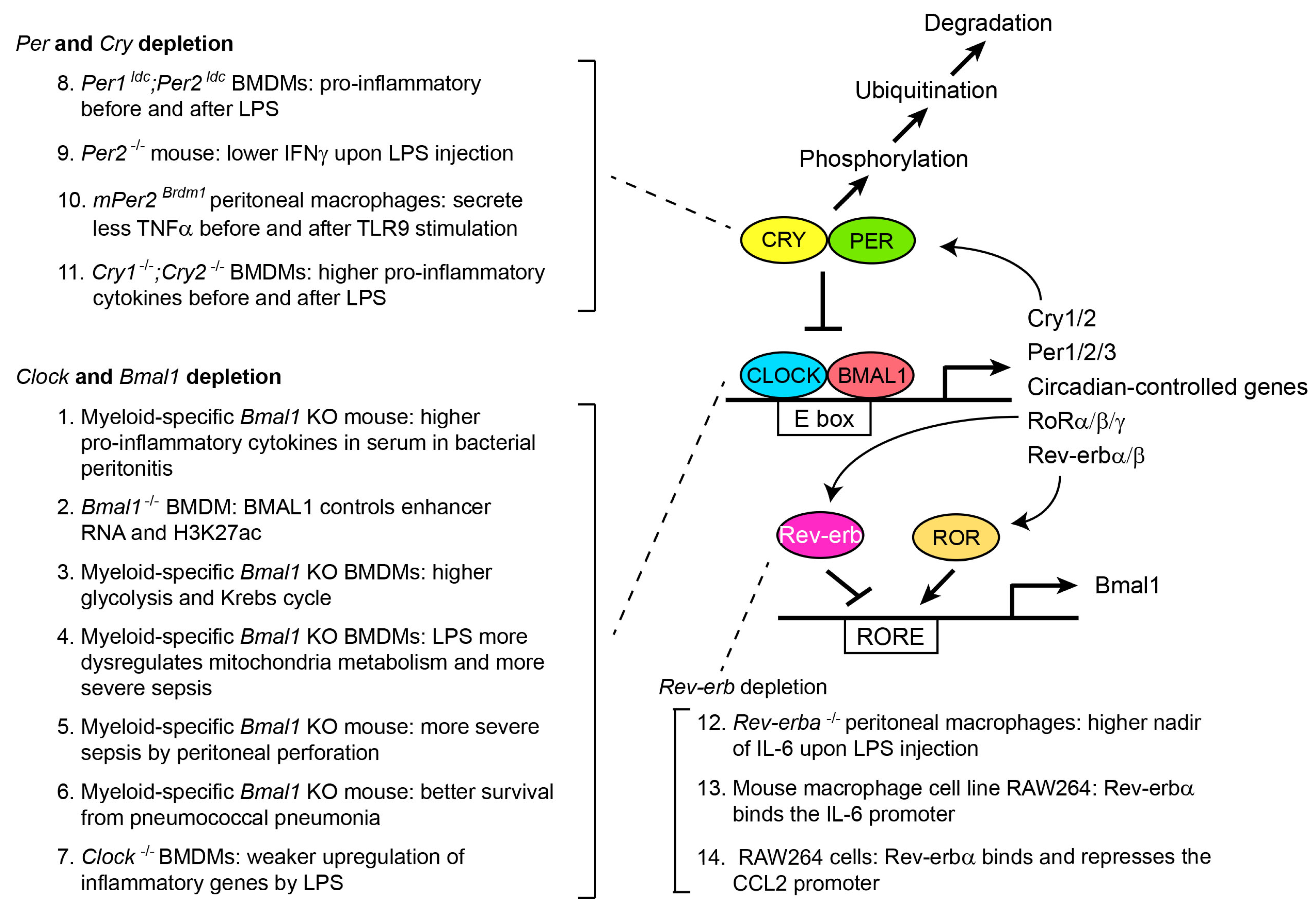 Ijms 24 12307 g002 Ijms 24 12307 g002