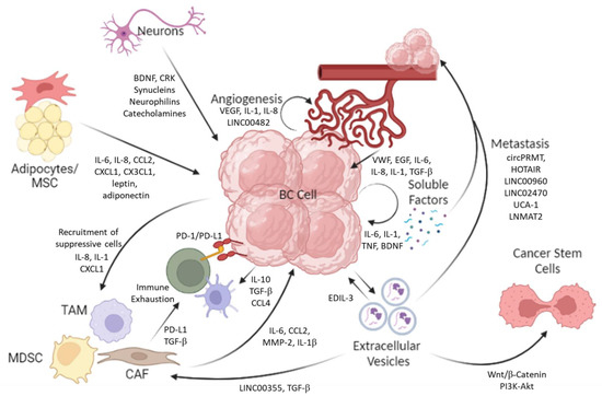 The Bladder Tumor Microenvironment Components That Modulate the Tumor ...