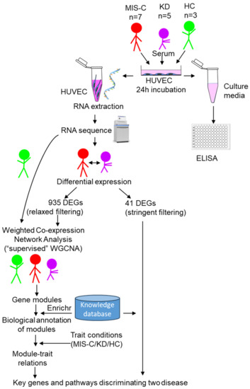 Endothelial Cell Response in Kawasaki Disease and Multisystem