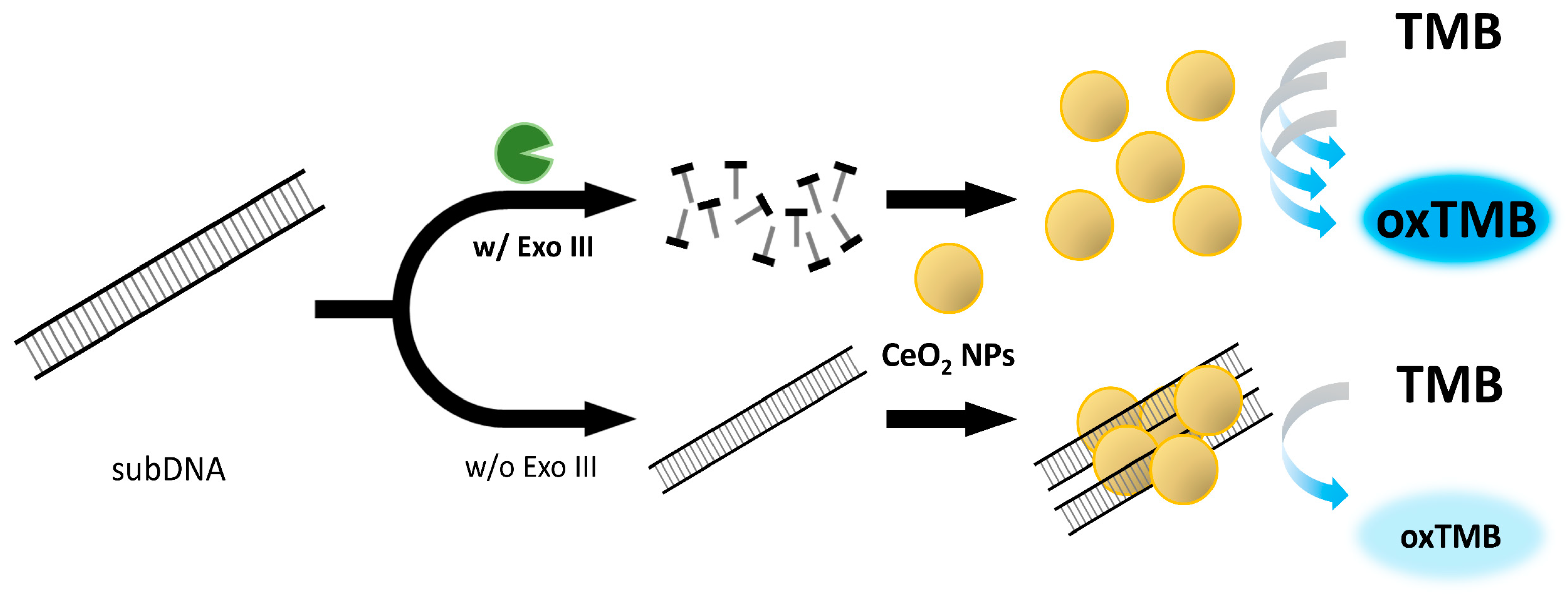 Ijms 24 12330 g001 Ijms 24 12330 g001