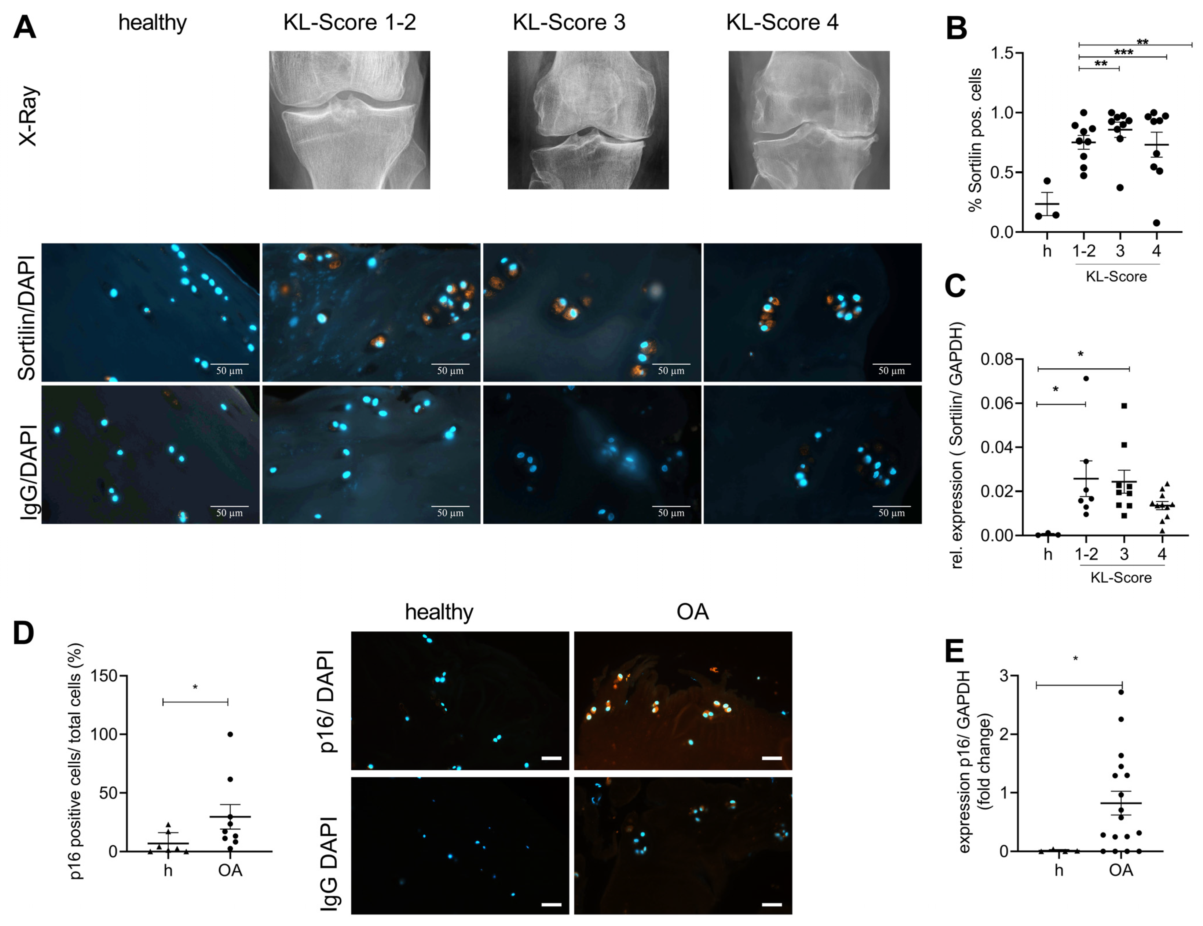 Ijms 24 12343 g002 Ijms 24 12343 g002