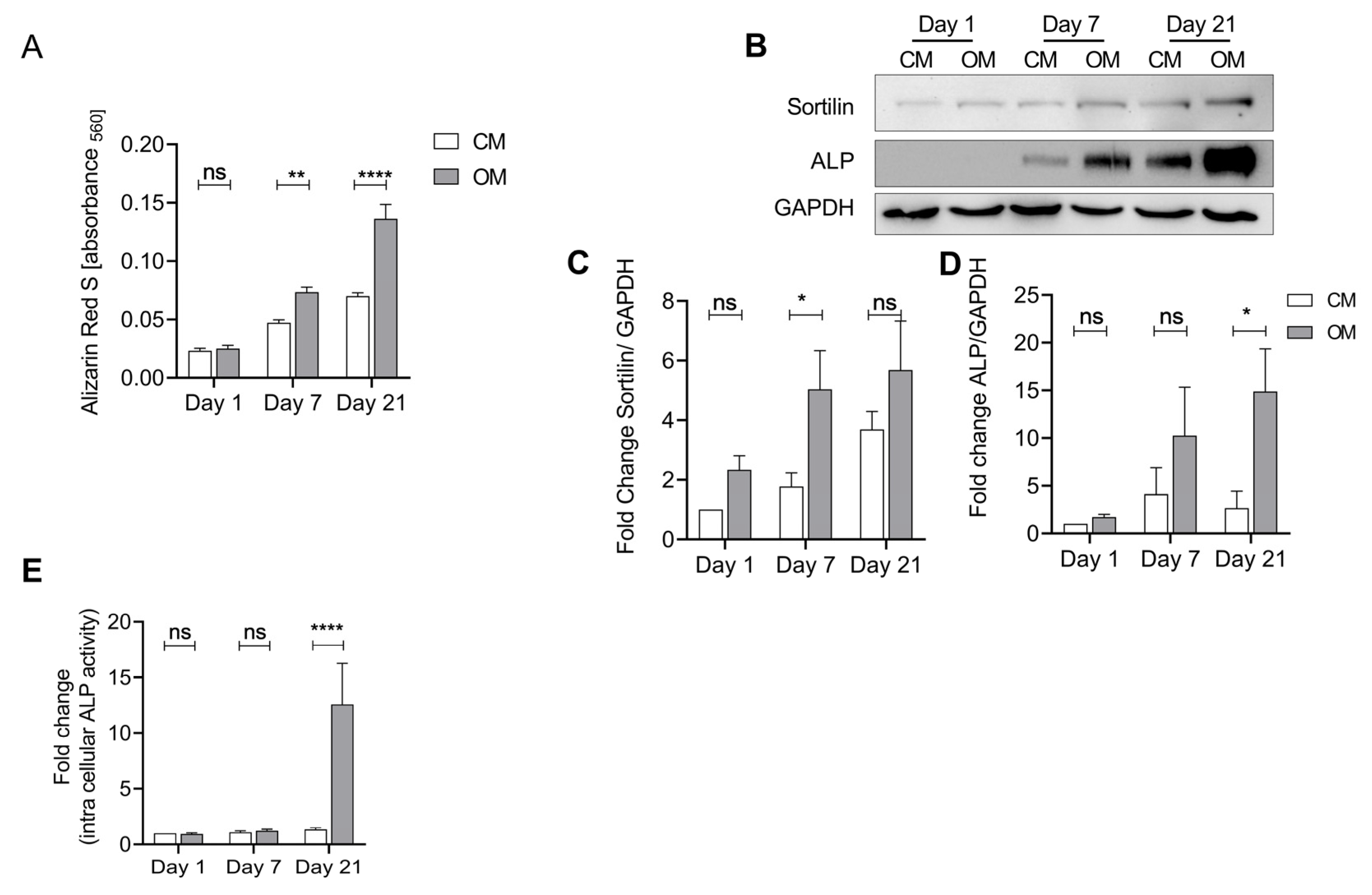 Ijms 24 12343 g003 Ijms 24 12343 g003