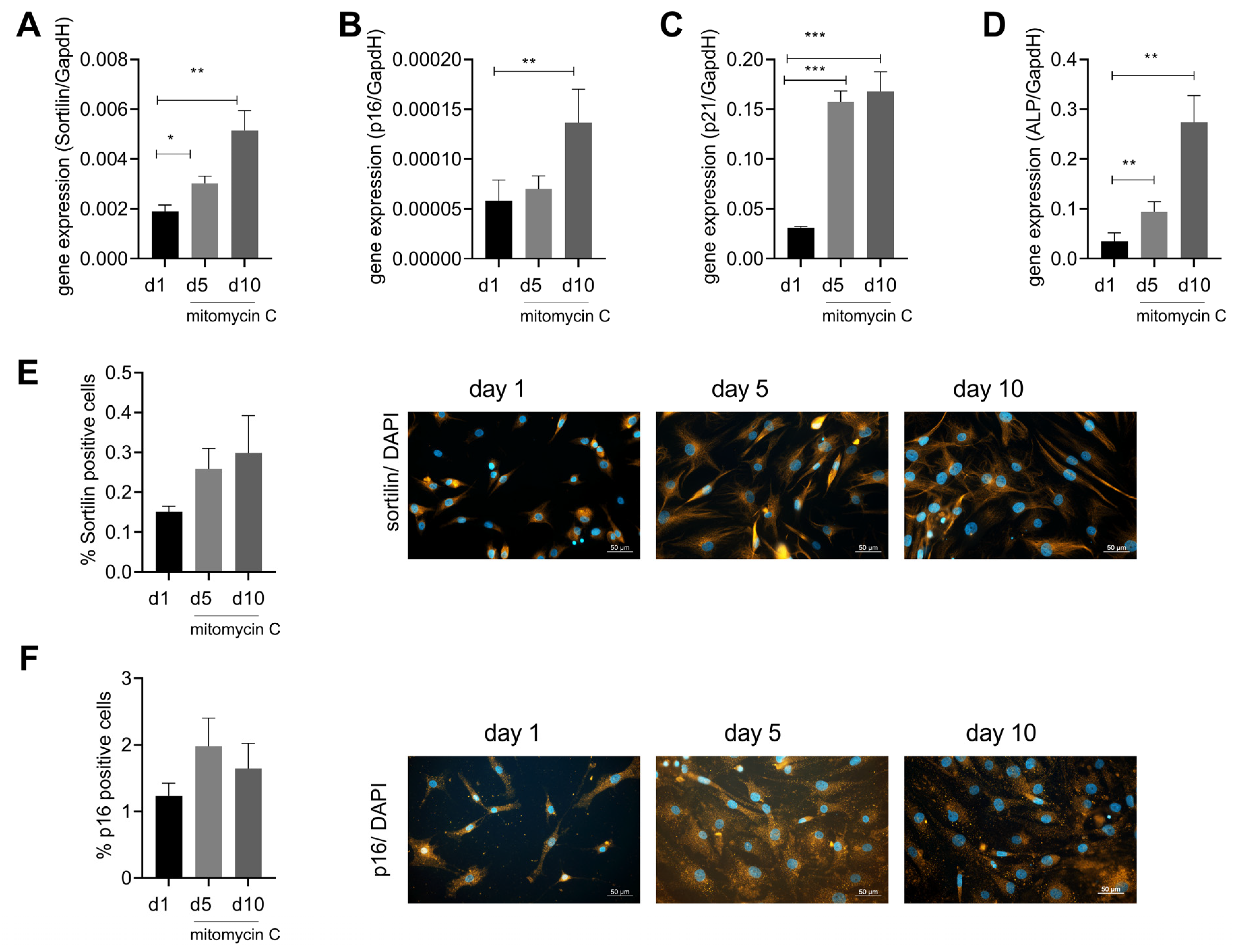 Ijms 24 12343 g004 Ijms 24 12343 g004