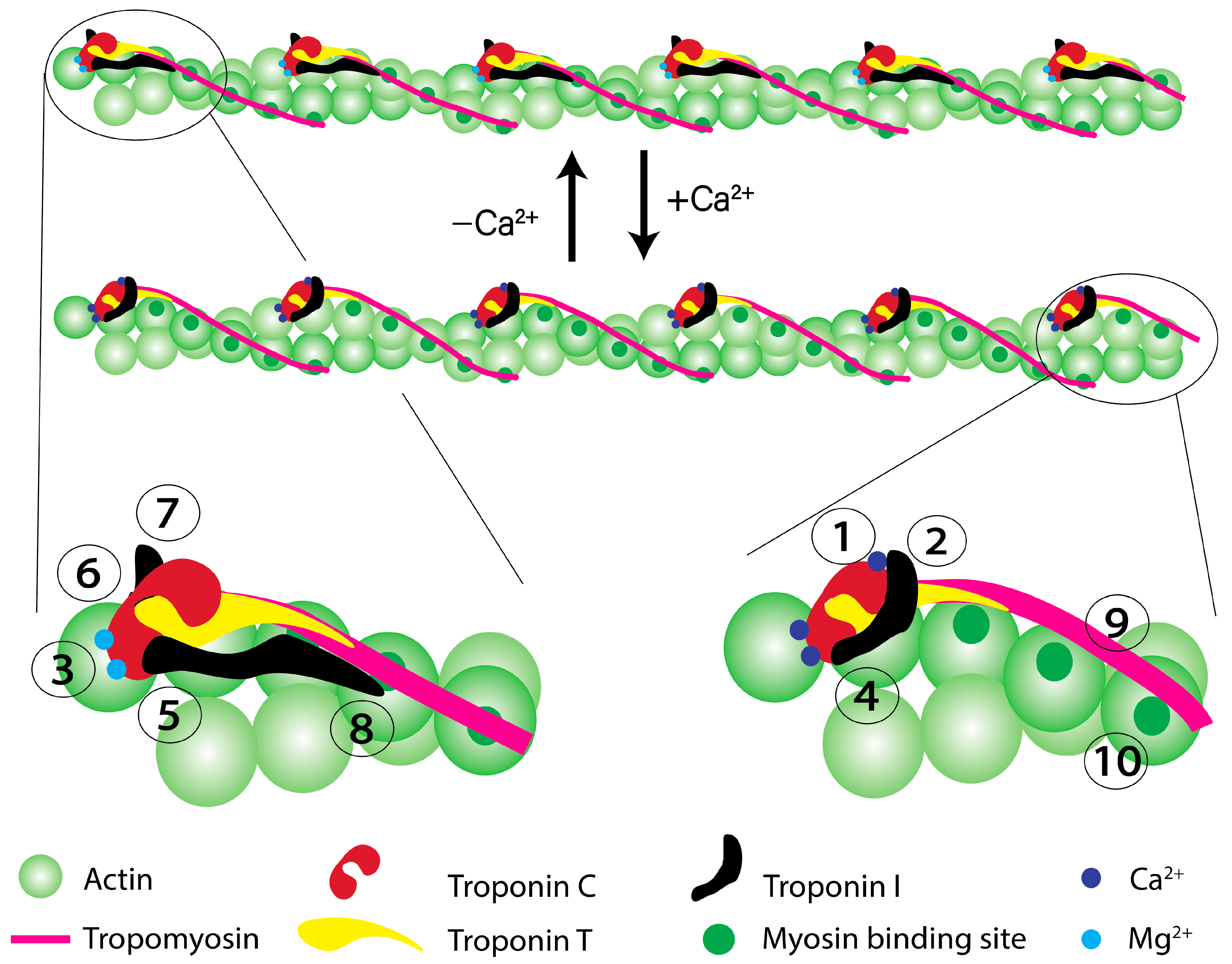 Ijms 24 12349 g001 Ijms 24 12349 g001