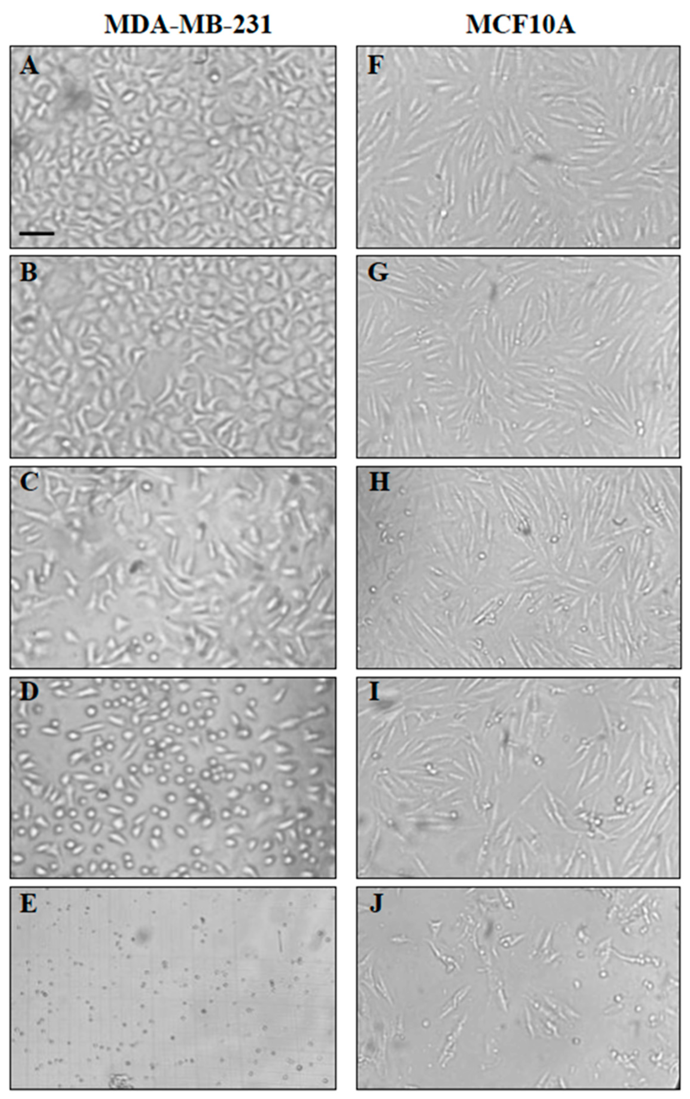 Ijms 24 12406 g002 Ijms 24 12406 g002