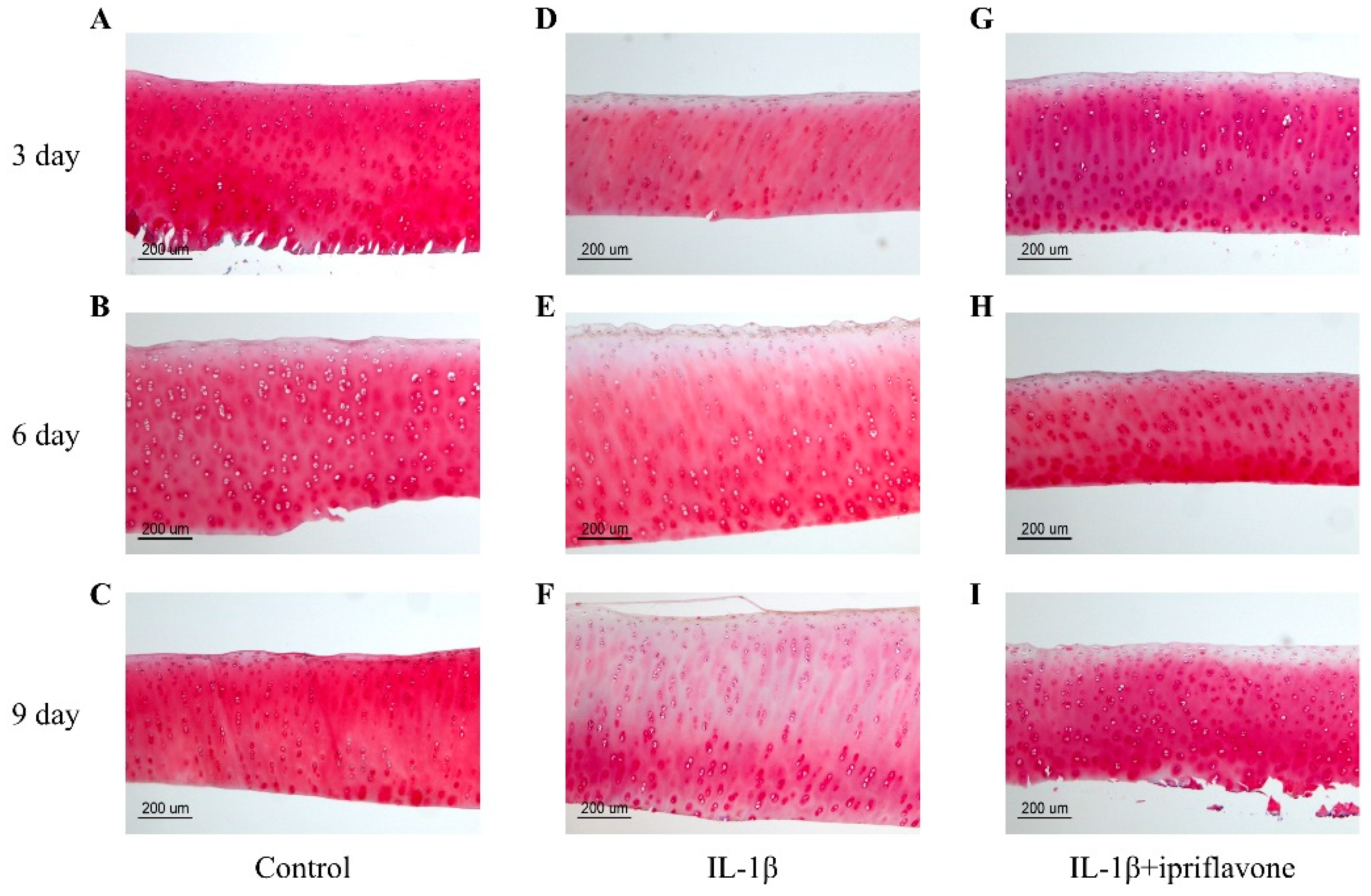 Ijms 24 12422 g004 Ijms 24 12422 g004