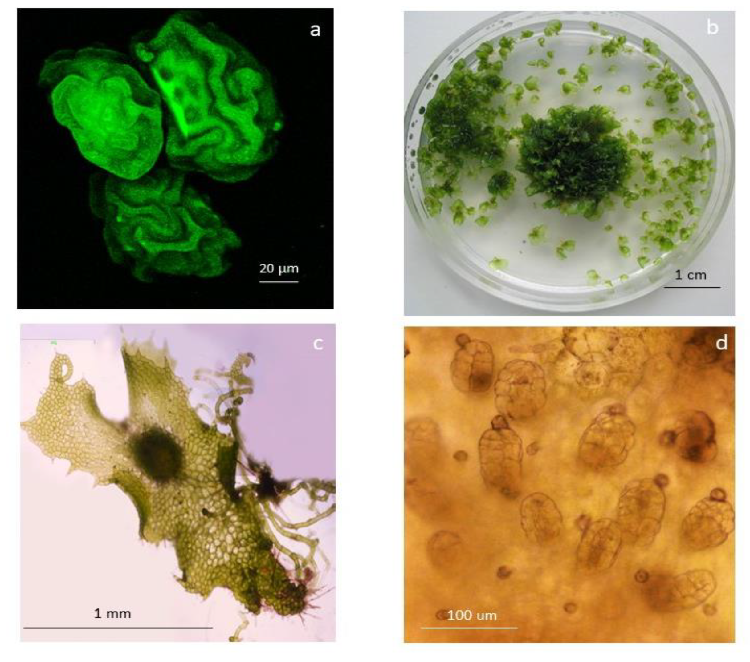 Ijms 24 12429 g005 Ijms 24 12429 g005