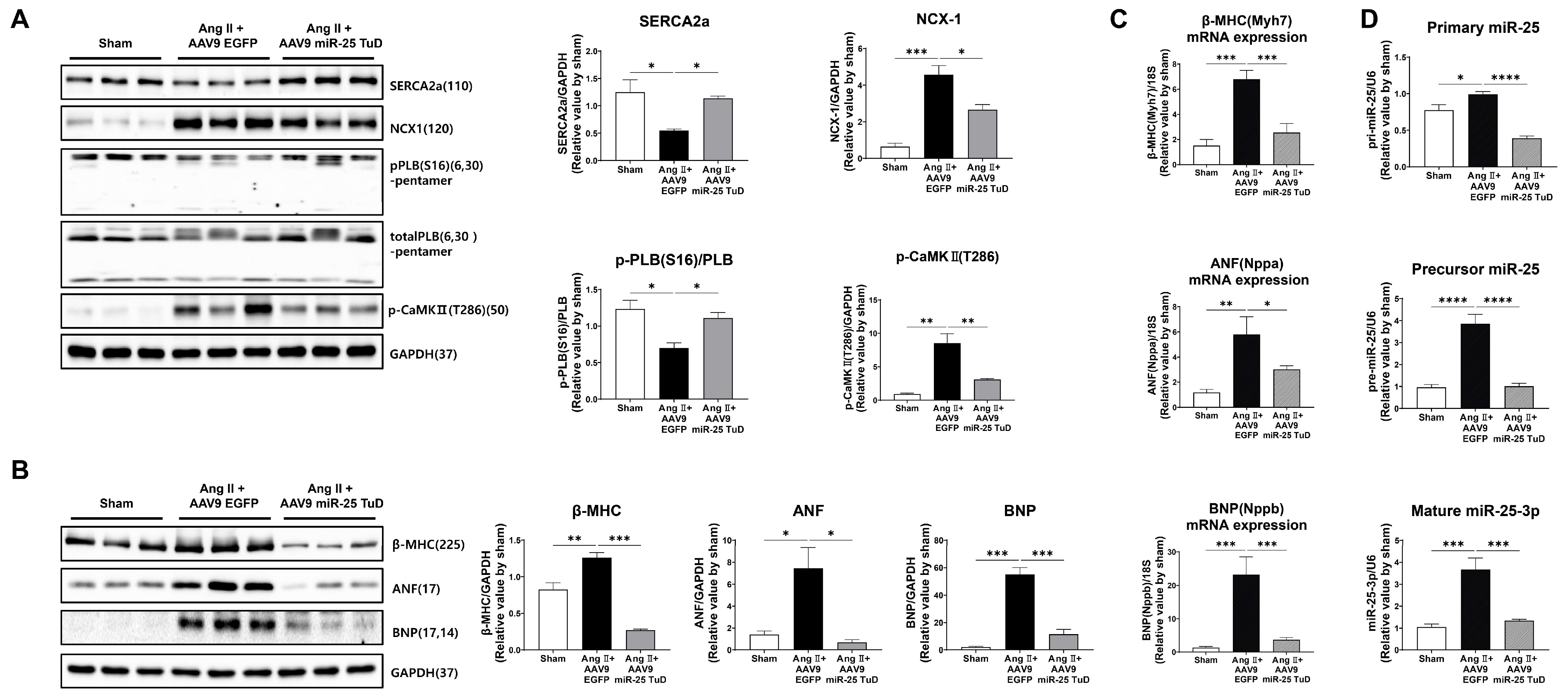 Ijms 24 12434 g003 Ijms 24 12434 g003