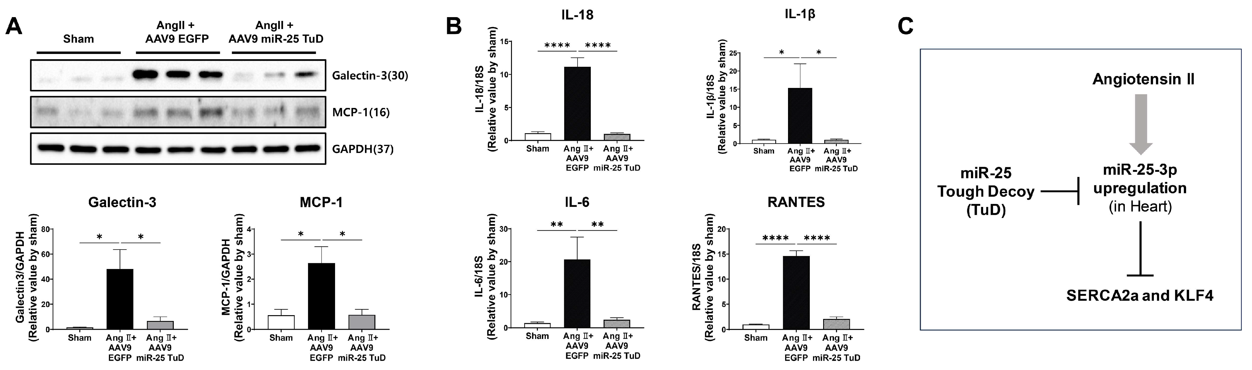 Ijms 24 12434 g005 Ijms 24 12434 g005