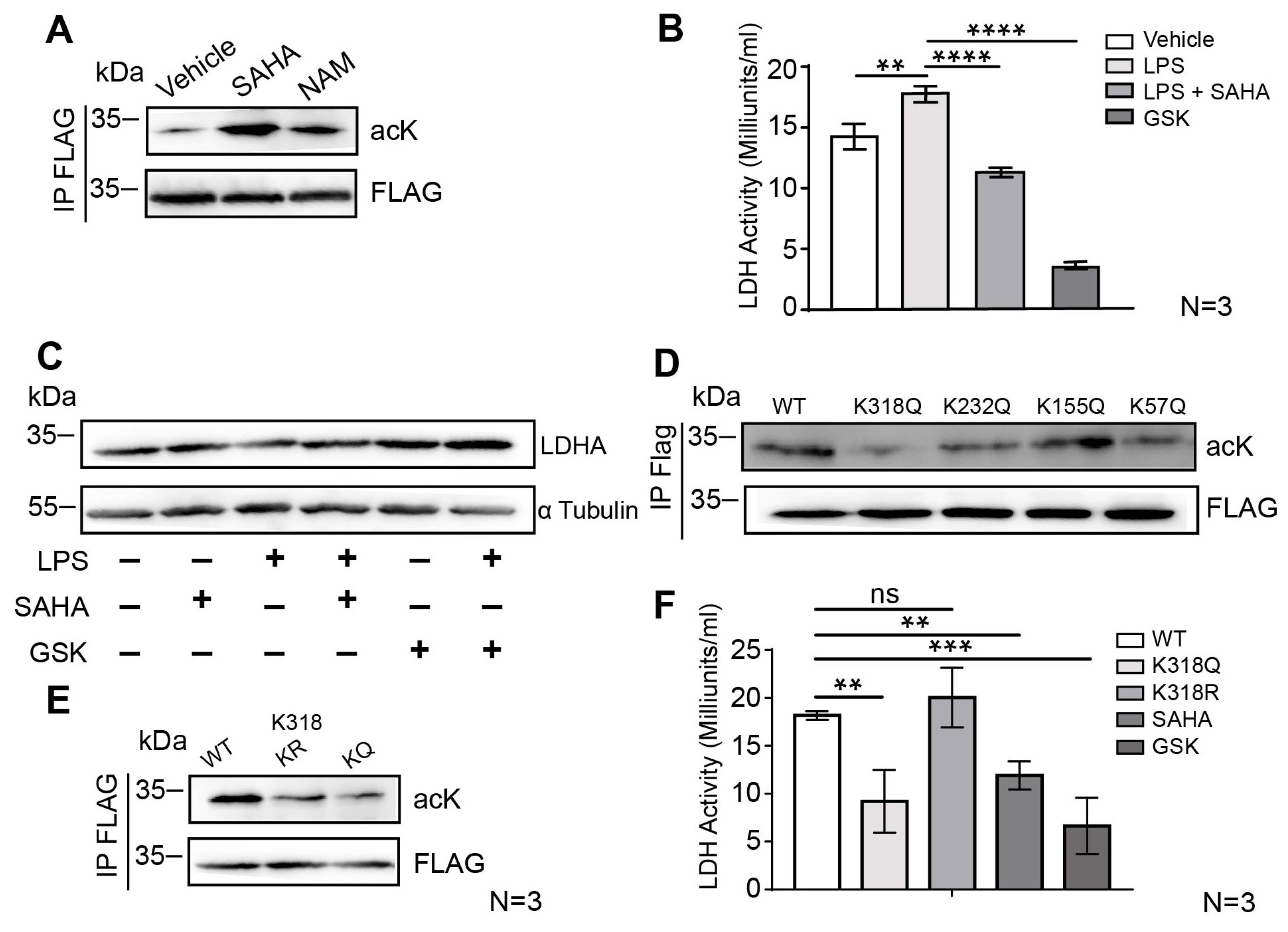 Ijms 24 12448 g004 Ijms 24 12448 g004