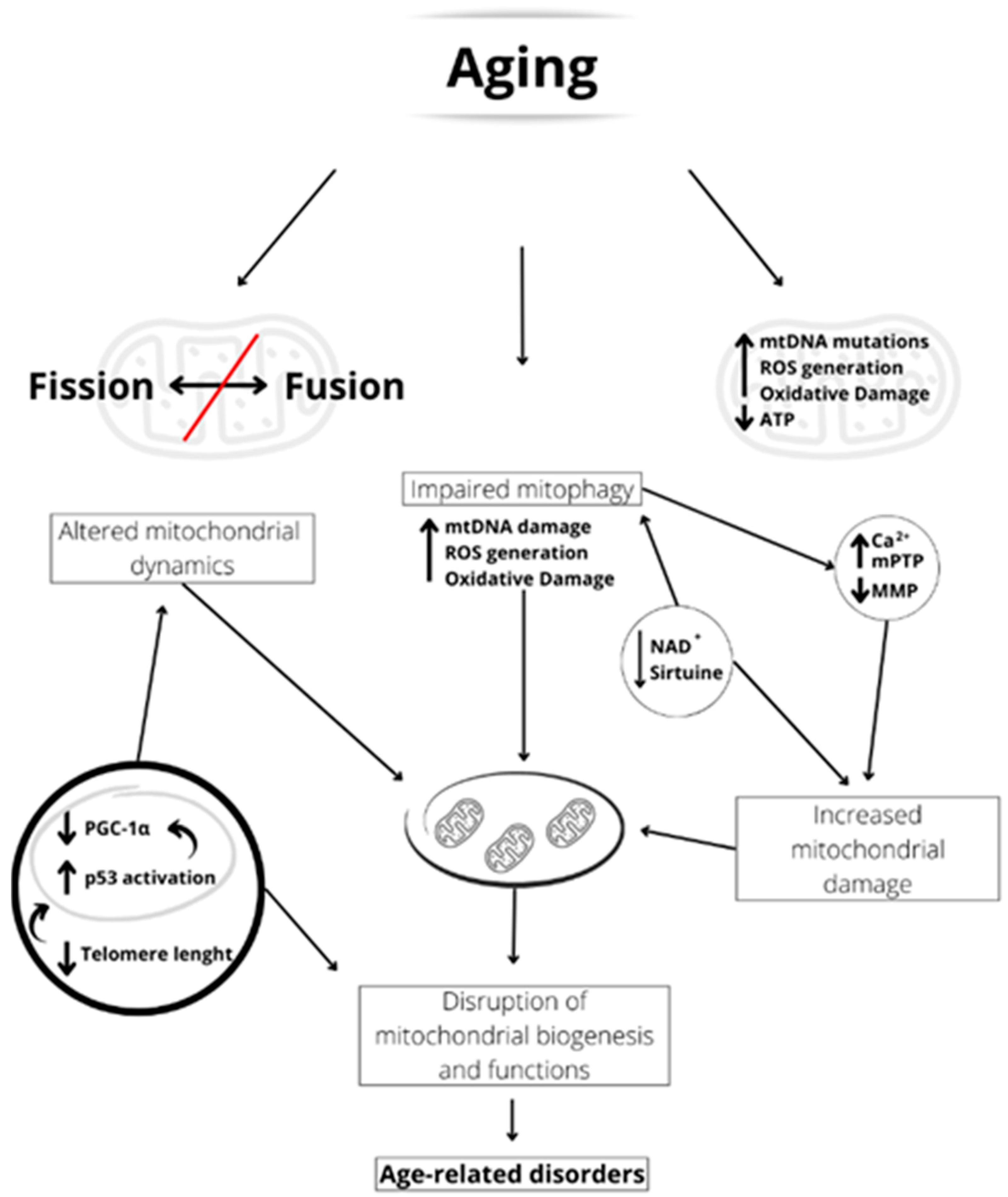 Ijms 24 12453 g002 Ijms 24 12453 g002