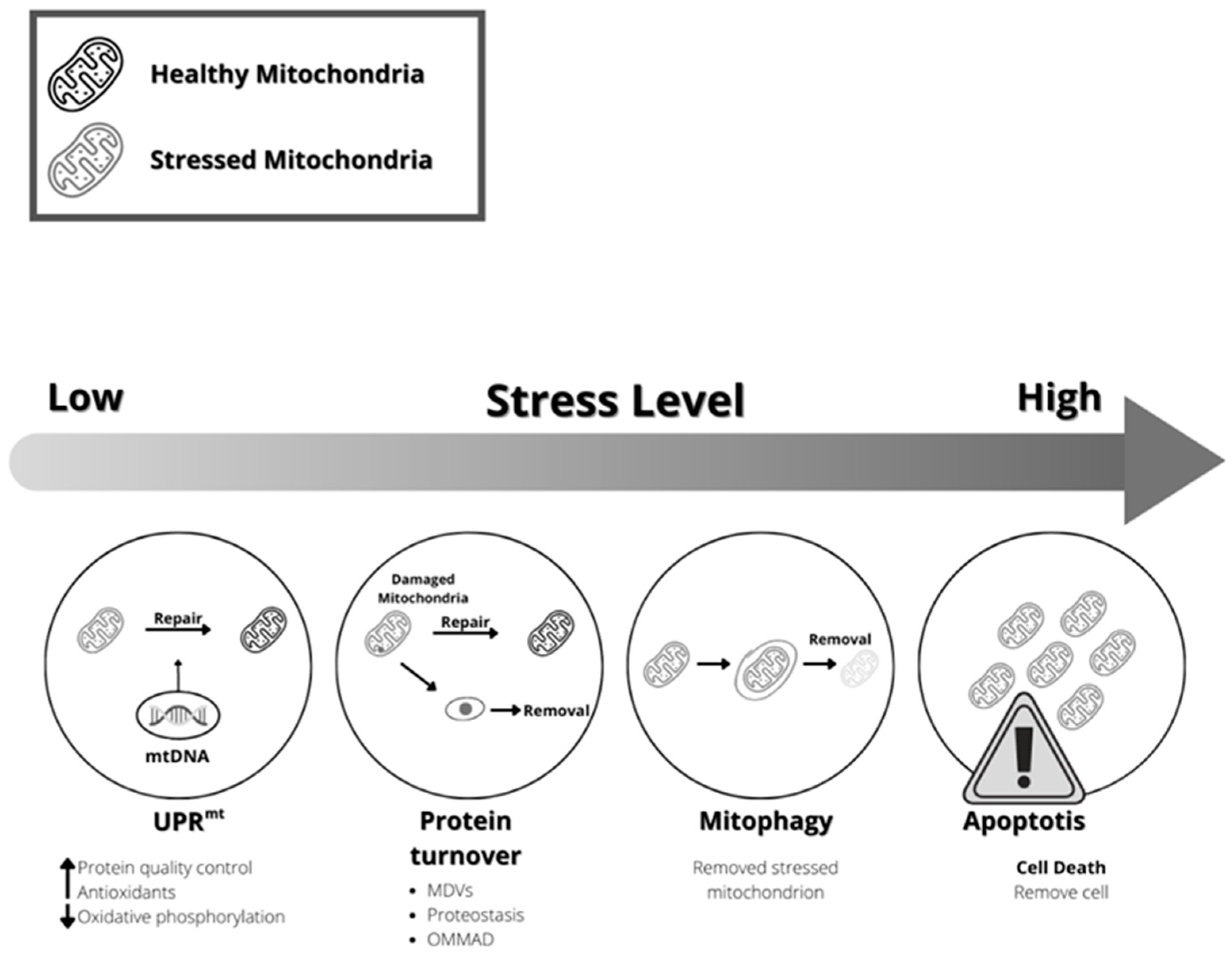 Ijms 24 12453 g004 Ijms 24 12453 g004