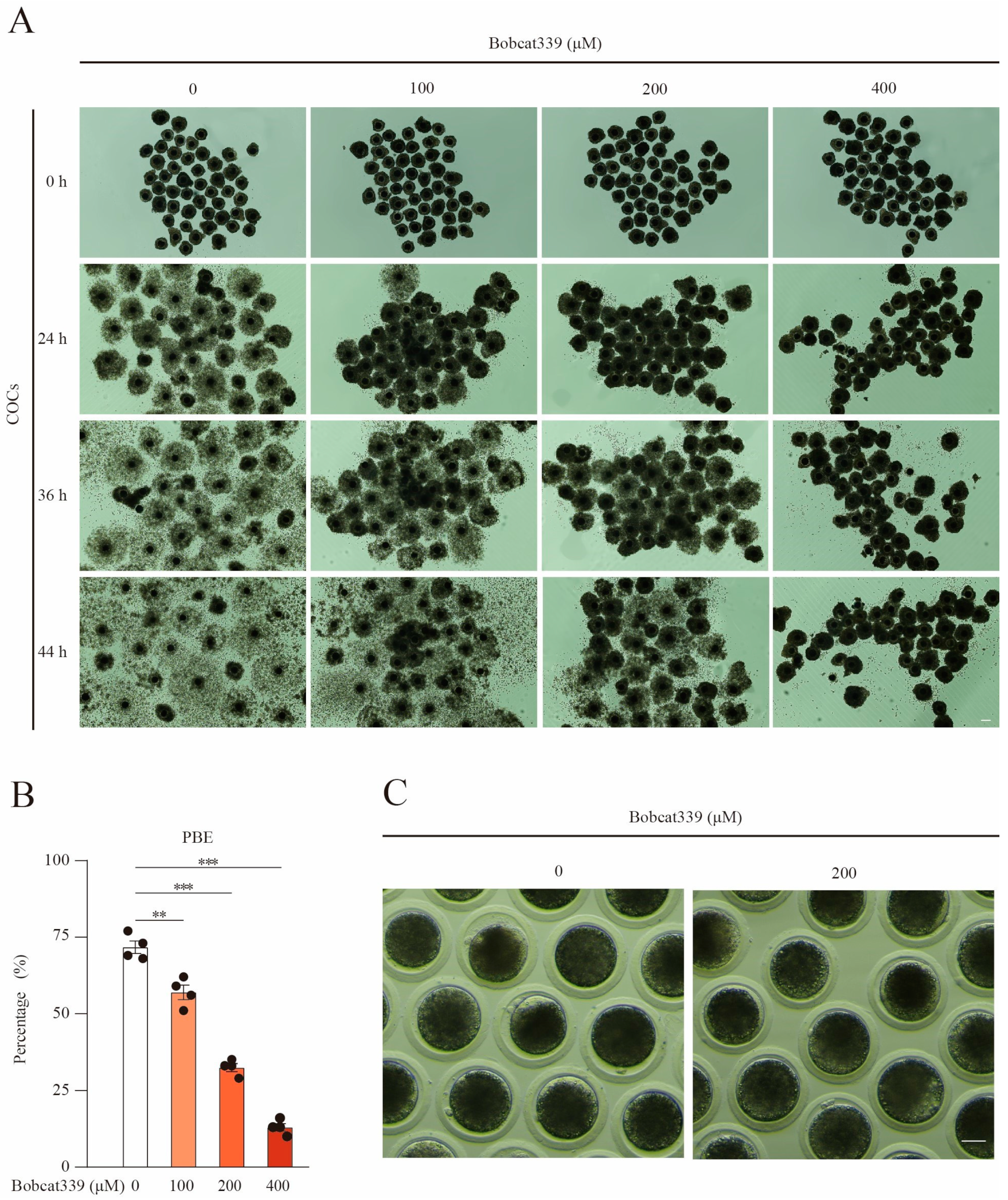 Ijms 24 12455 g001 Ijms 24 12455 g001
