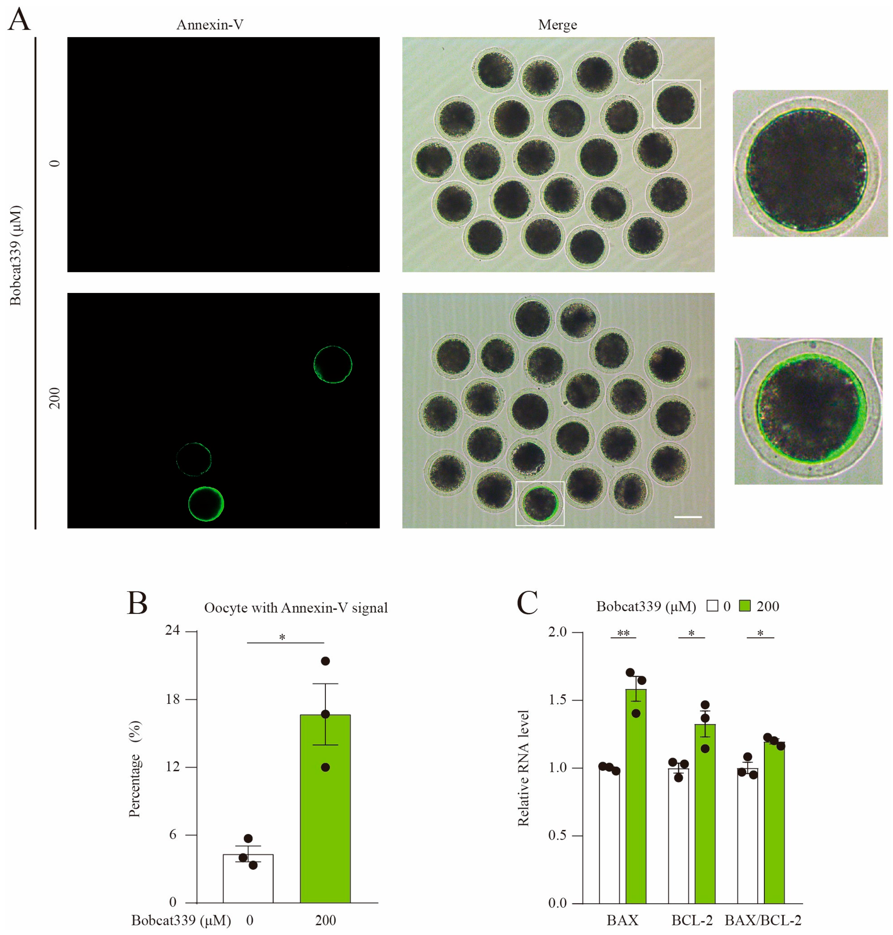 Ijms 24 12455 g002 Ijms 24 12455 g002