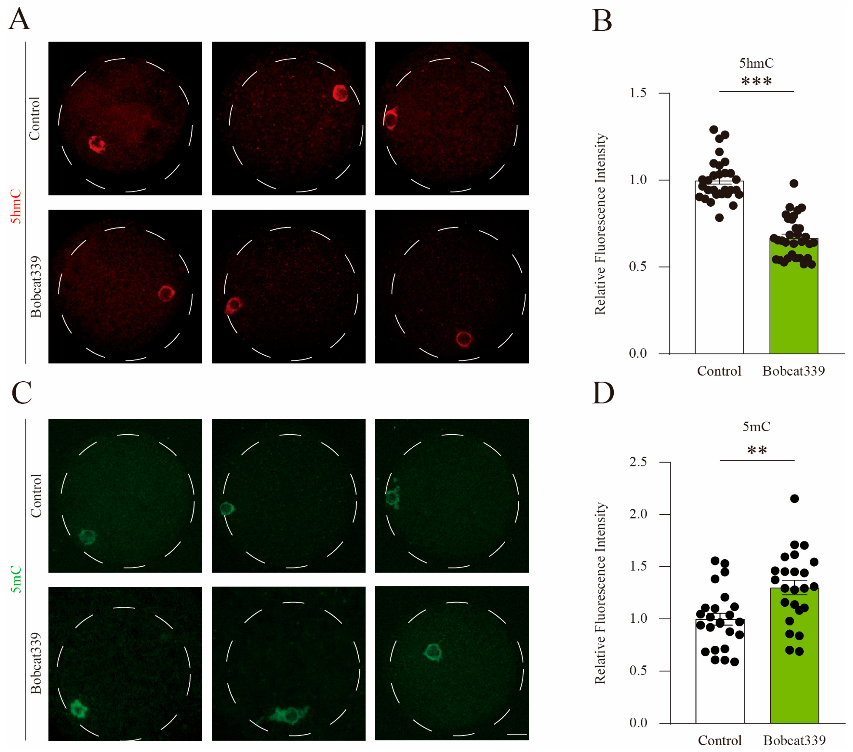 Ijms 24 12455 g004 Ijms 24 12455 g004