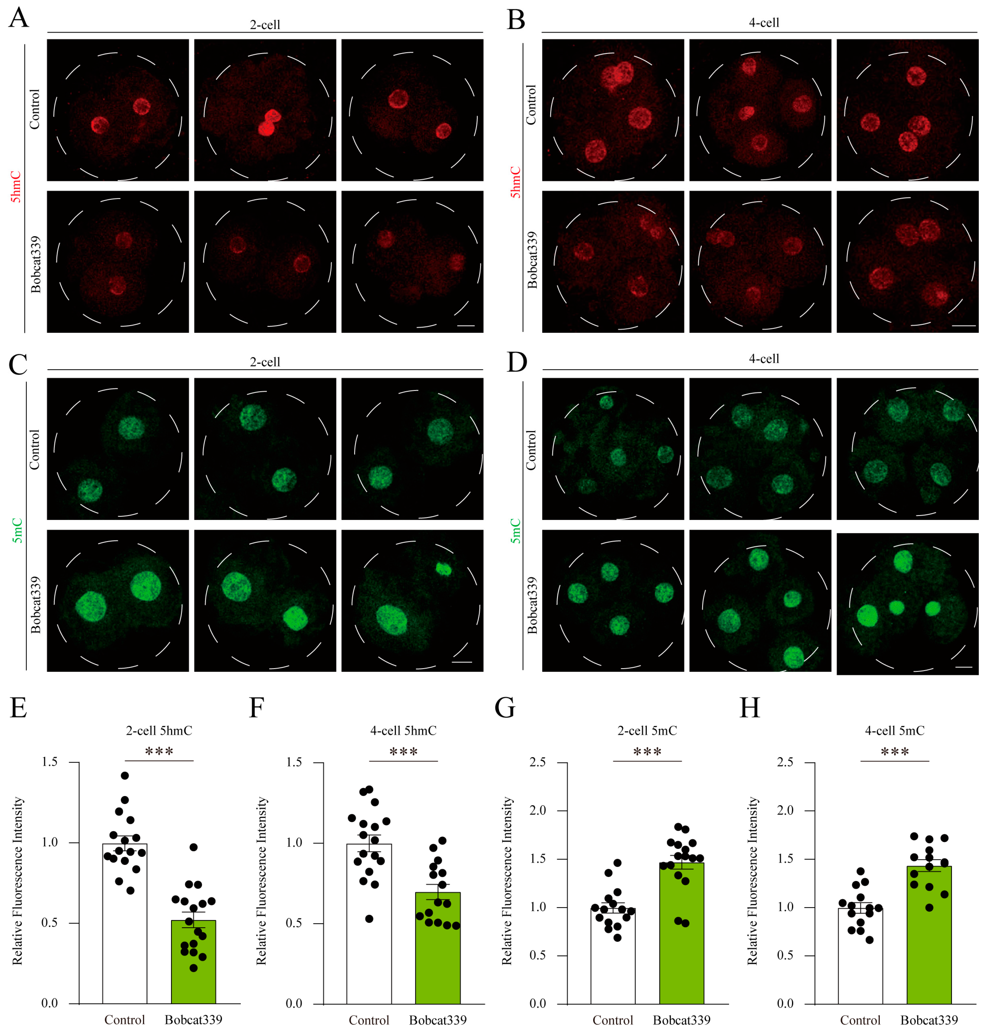 Ijms 24 12455 g007 Ijms 24 12455 g007